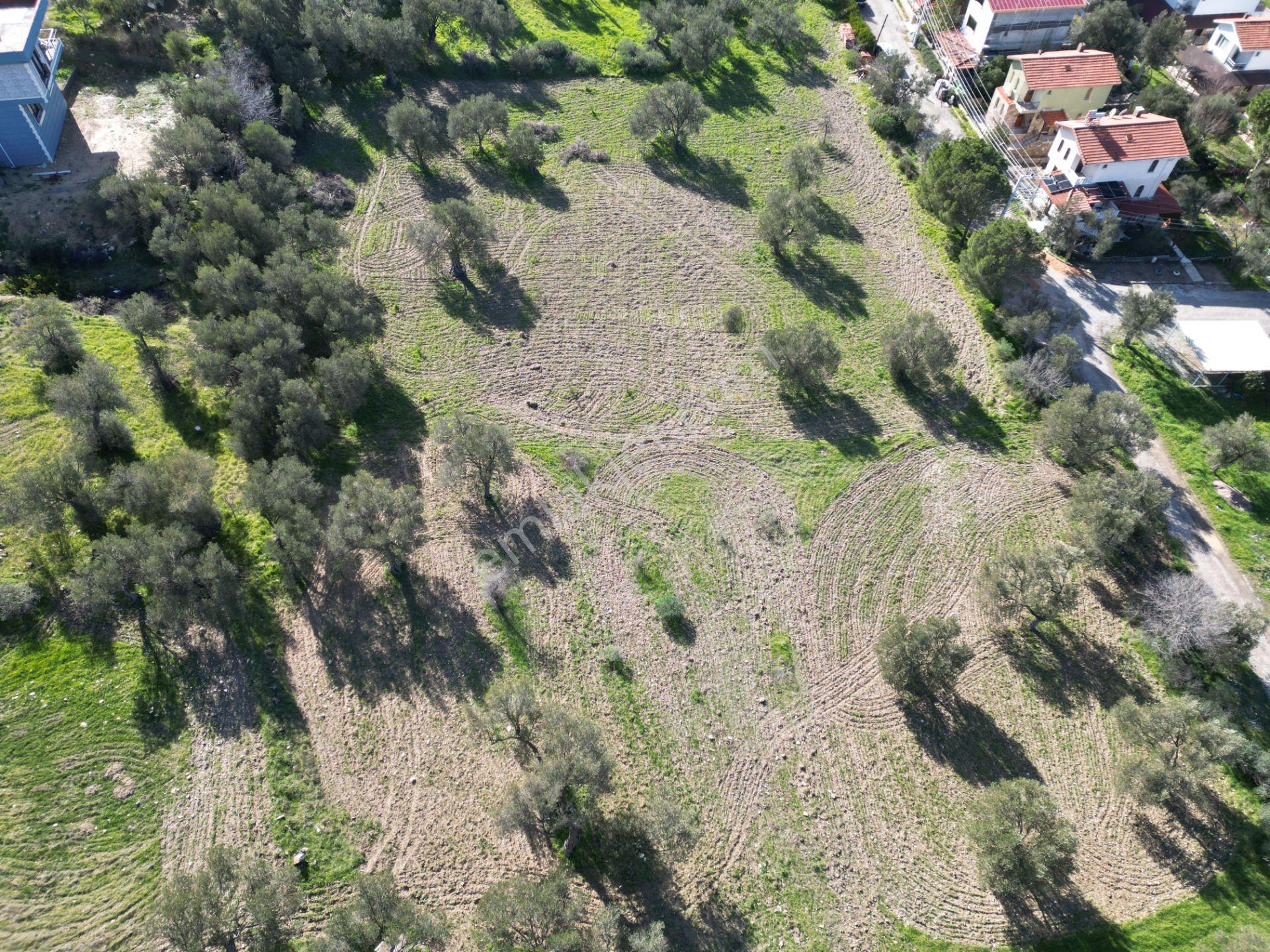 Şakranda 10800 M2 İmara Açılacak Zeytinlik - Görsel 21