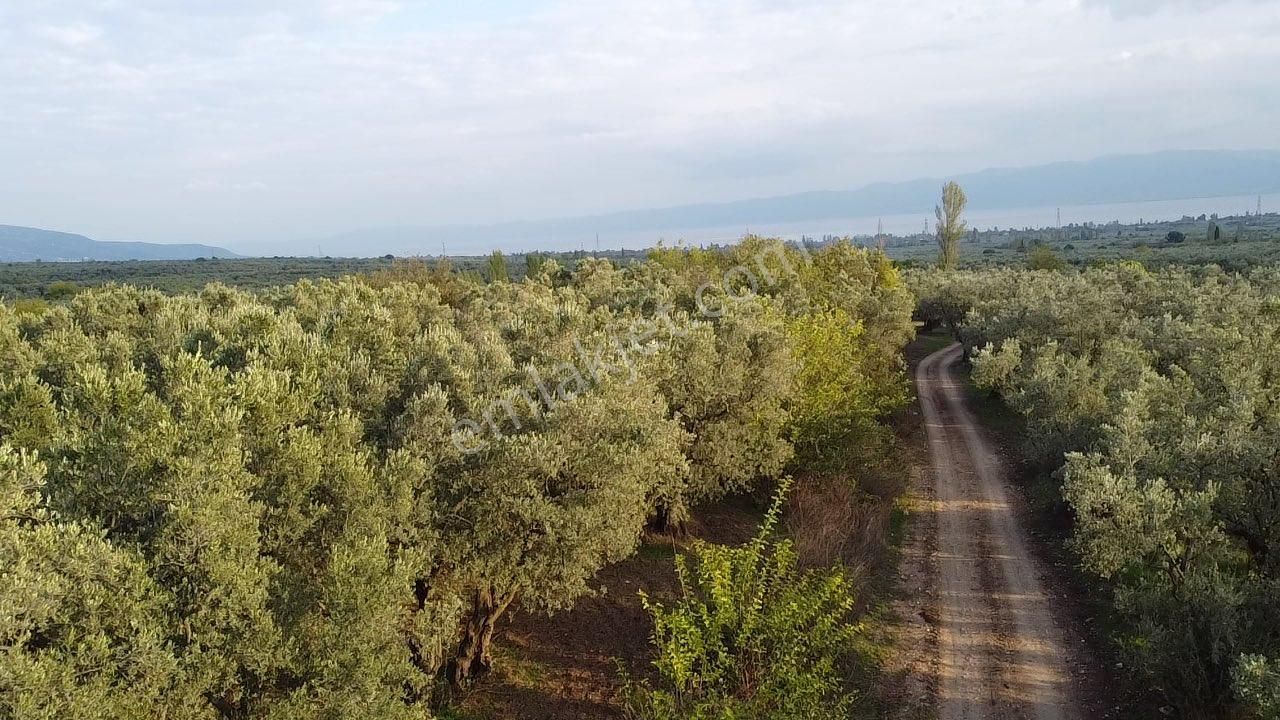 Beka Gayrimenkul'den Yeniköye 1172 M² Resmi Yol Cepheli Zeytinlik - Görsel 14