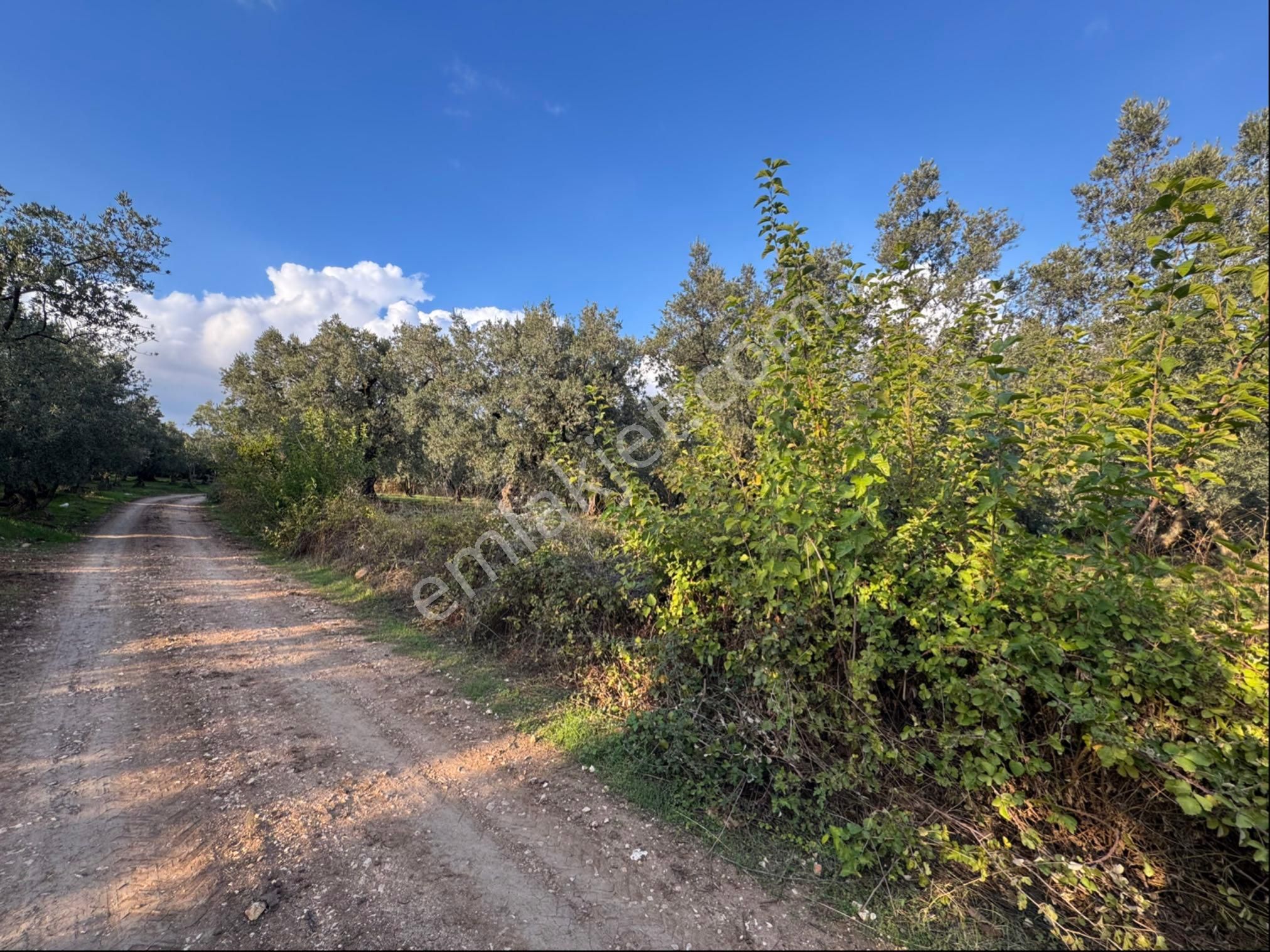 Beka Gayrimenkul'den Yeniköye 1172 M² Resmi Yol Cepheli Zeytinlik - Görsel 13