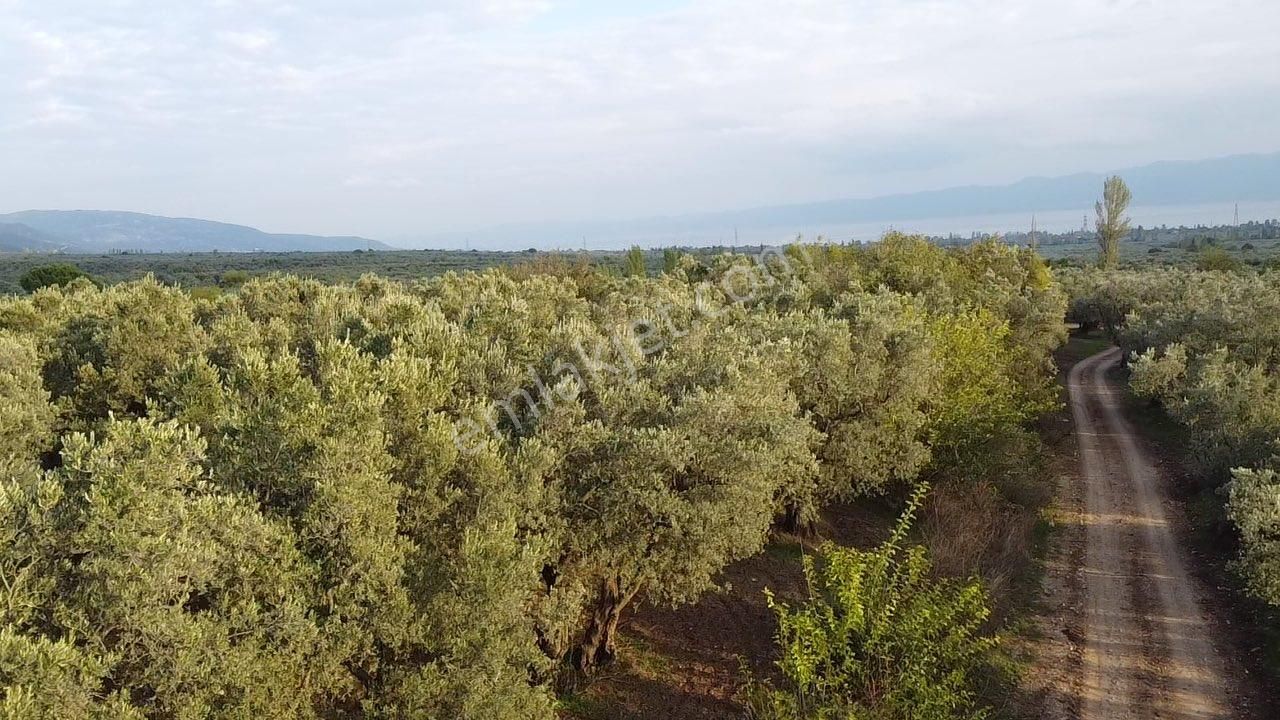 Beka Gayrimenkul'den Yeniköye 1172 M² Resmi Yol Cepheli Zeytinlik - Görsel 16