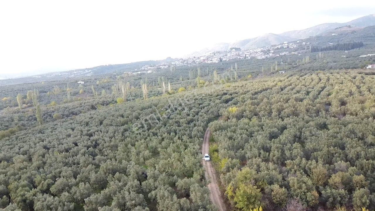 Beka Gayrimenkul'den Yeniköye 1172 M² Resmi Yol Cepheli Zeytinlik - Görsel 19