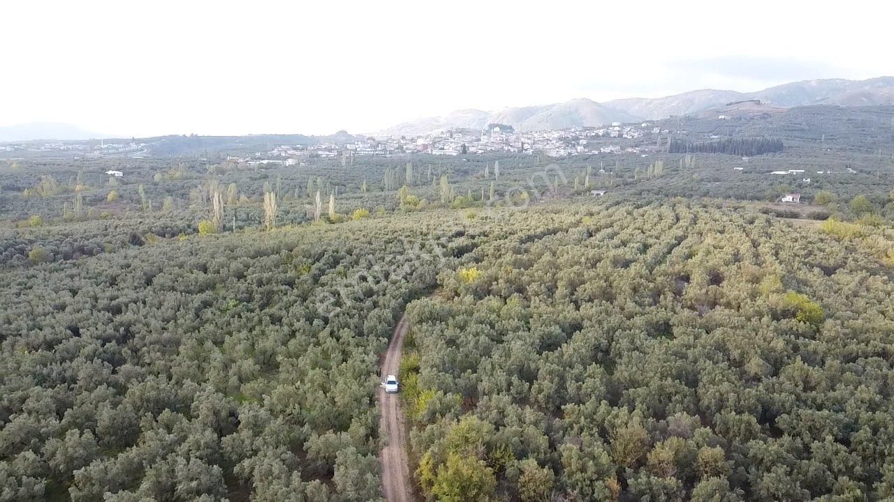 Beka Gayrimenkul'den Yeniköye 1172 M² Resmi Yol Cepheli Zeytinlik - Görsel 20