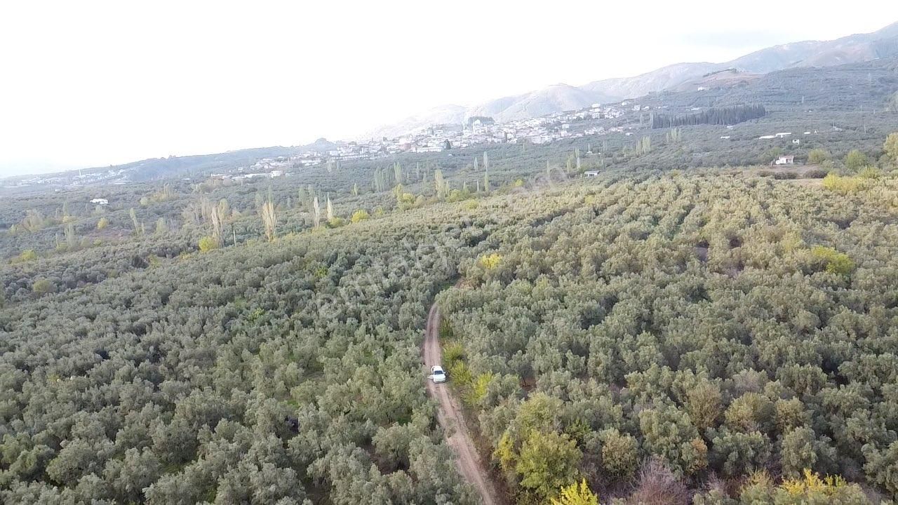 Beka Gayrimenkul'den Yeniköye 1172 M² Resmi Yol Cepheli Zeytinlik - Görsel 18