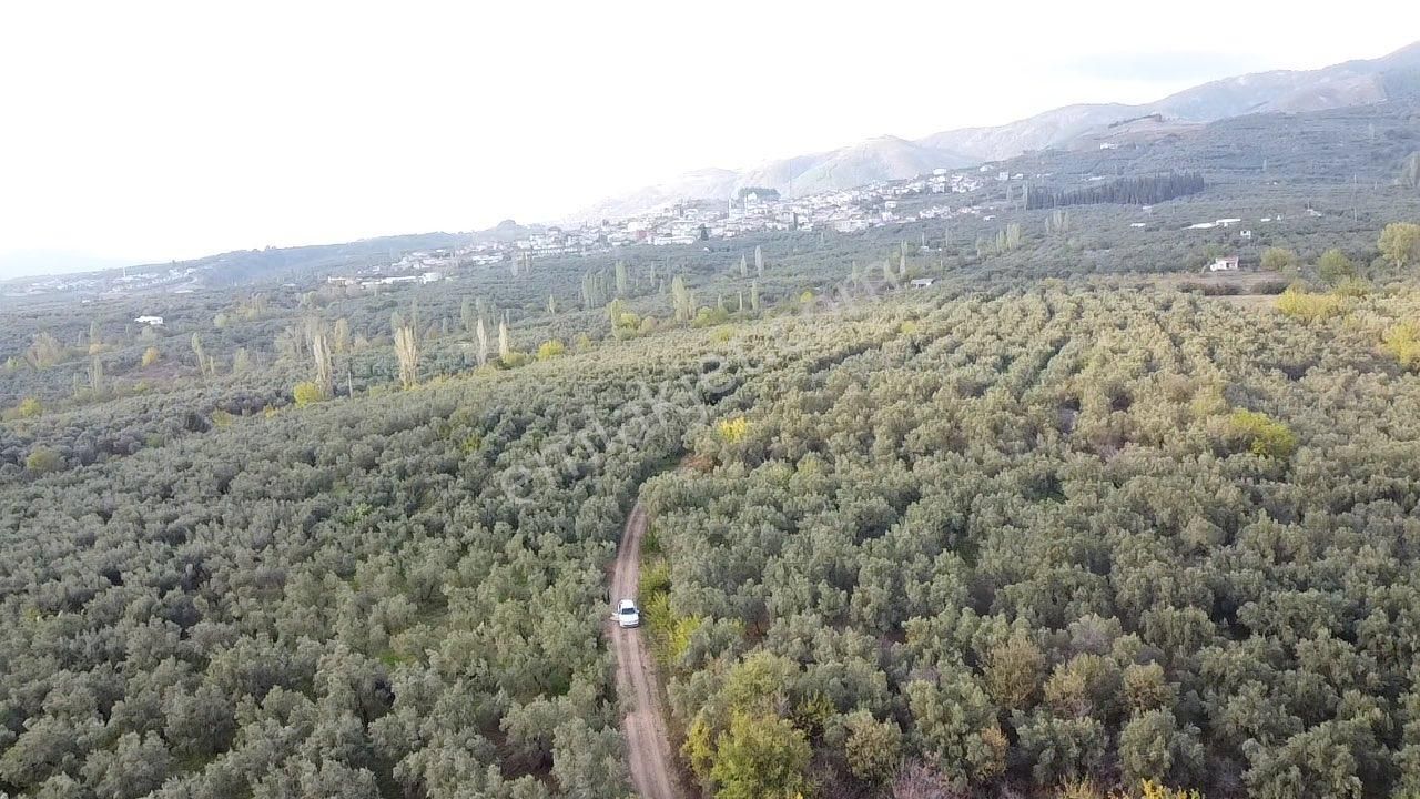Beka Gayrimenkul'den Yeniköye 1172 M² Resmi Yol Cepheli Zeytinlik - Görsel 25