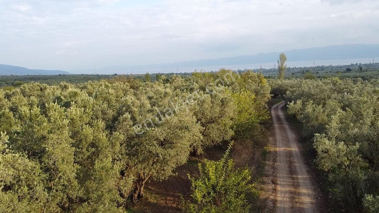 Beka Gayrimenkul'den Yeniköye 1172 M² Resmi Yol Cepheli Zeytinlik - Görsel 15