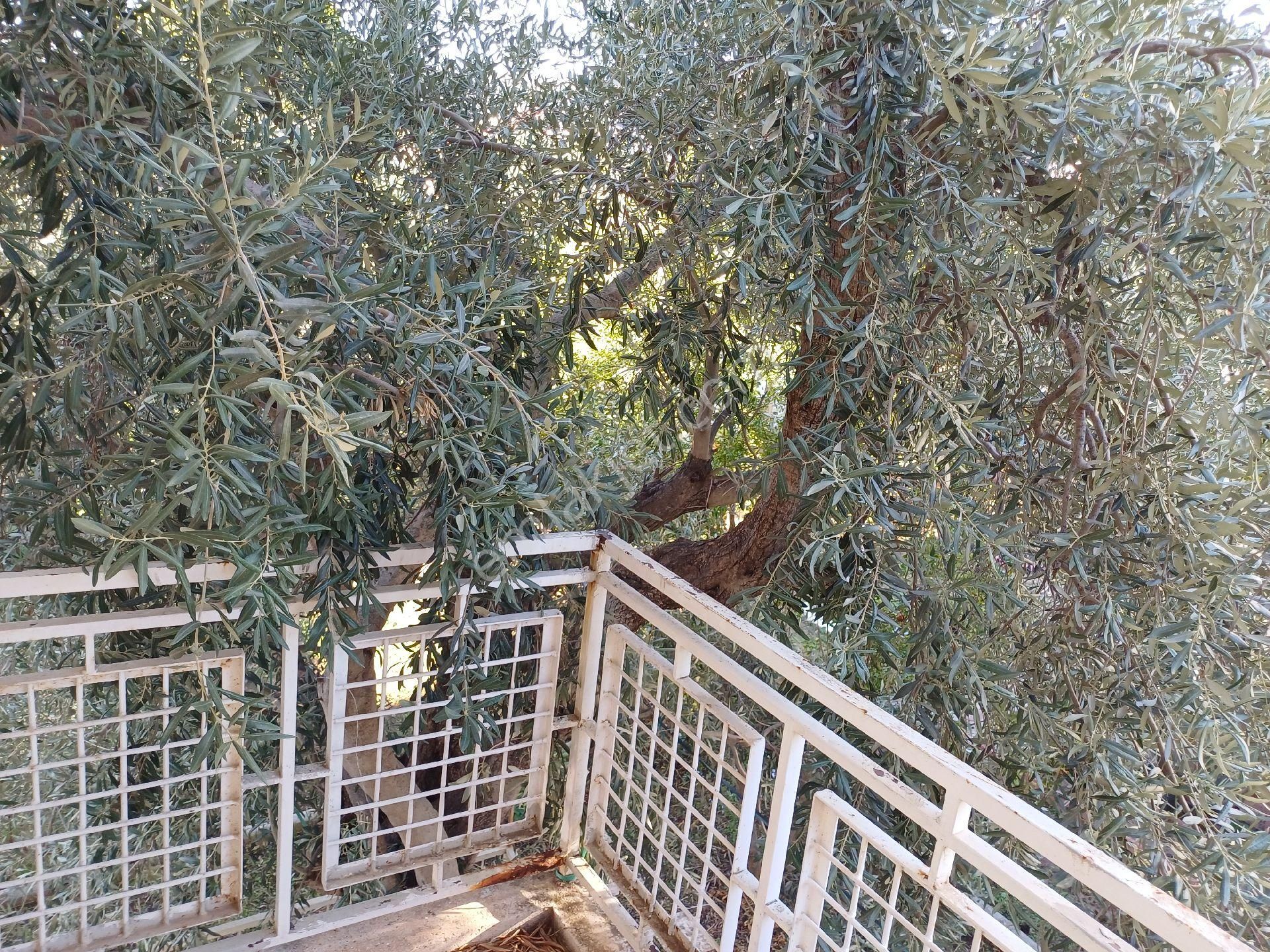 Didim Akbük Merkezde Satılık3+1 Yazlık - Görsel 28