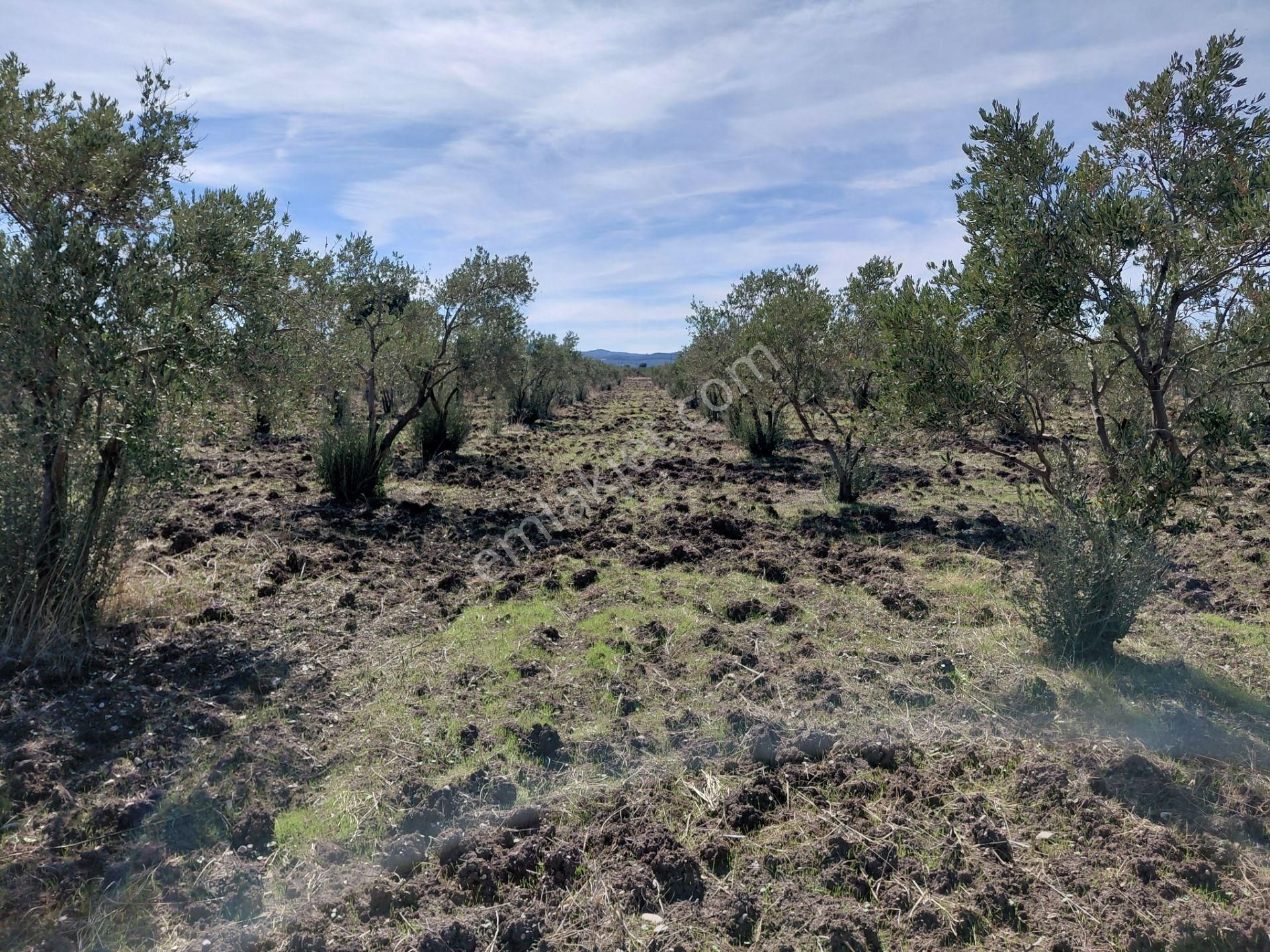 Akhisar Mecidiye De Satılık Asvalta Sıfır 17.500 M2 Trile Zeytinlik - Görsel 9