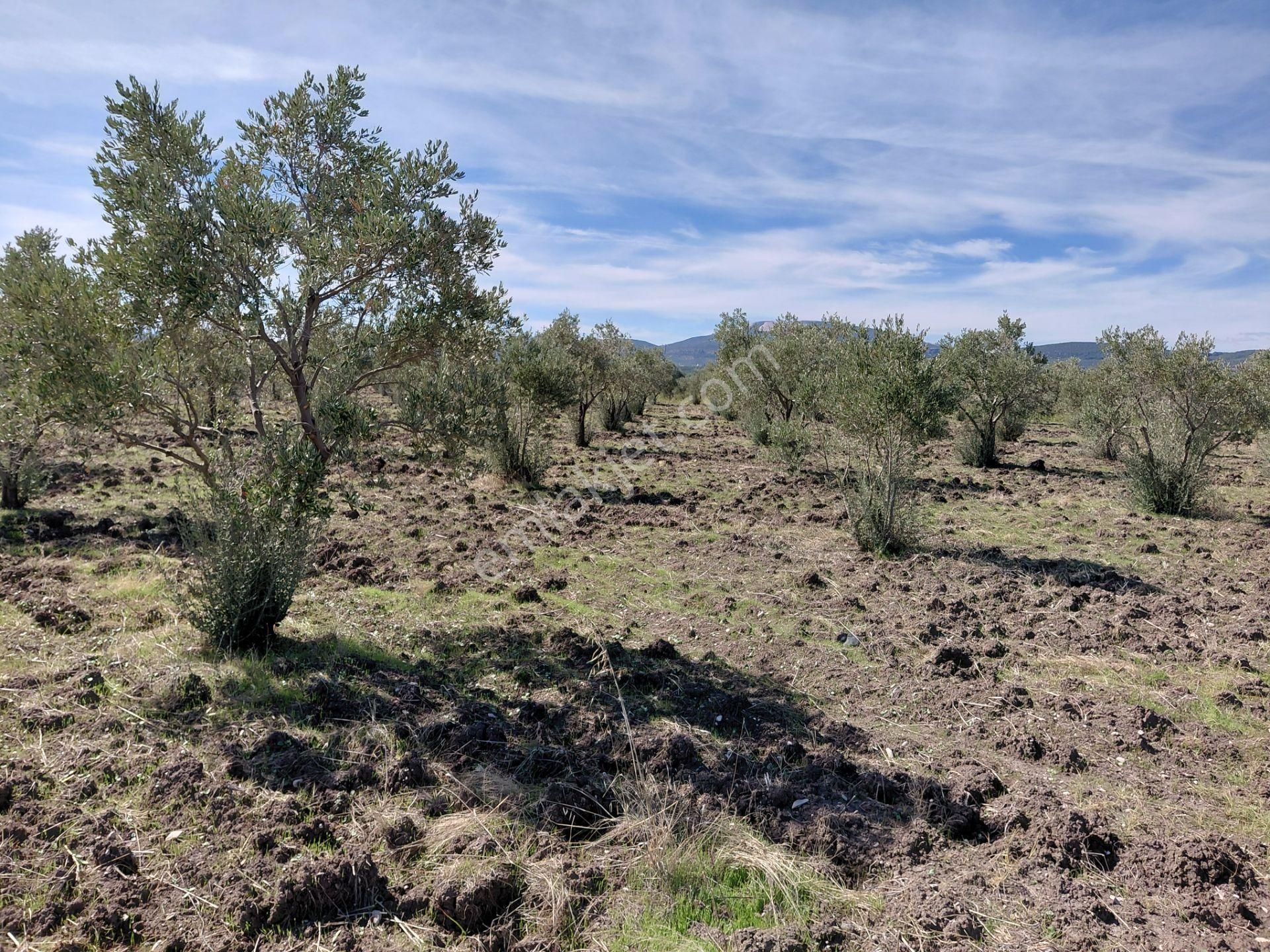 Akhisar Mecidiye De Satılık Asvalta Sıfır 17.500 M2 Trile Zeytinlik - Görsel 10