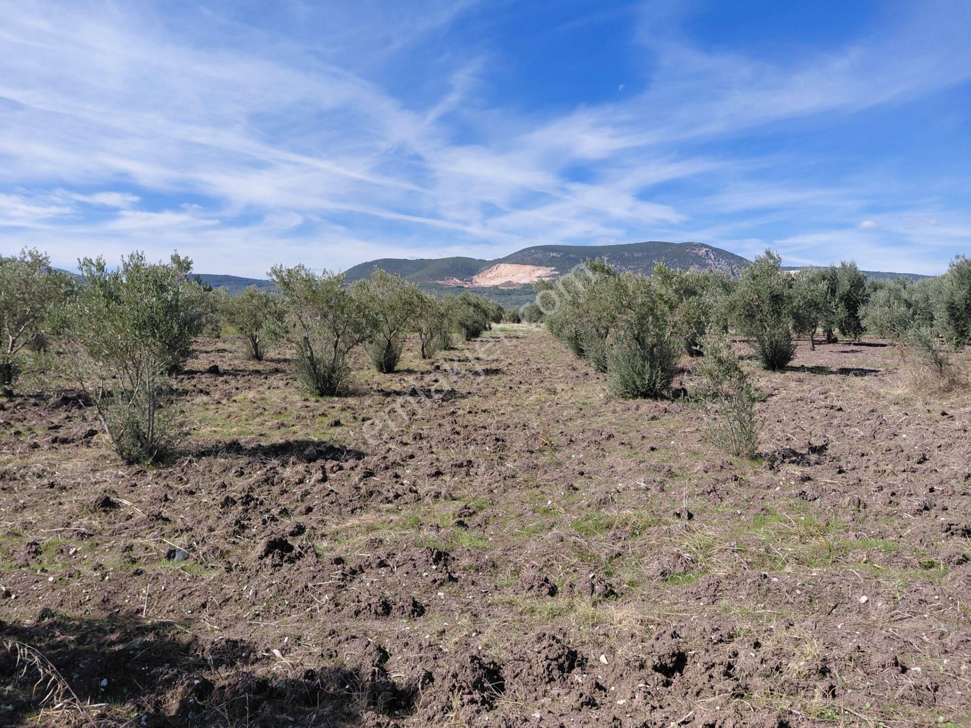 Akhisar Mecidiye De Satılık Asvalta Sıfır 17.500 M2 Trile Zeytinlik - Görsel 12