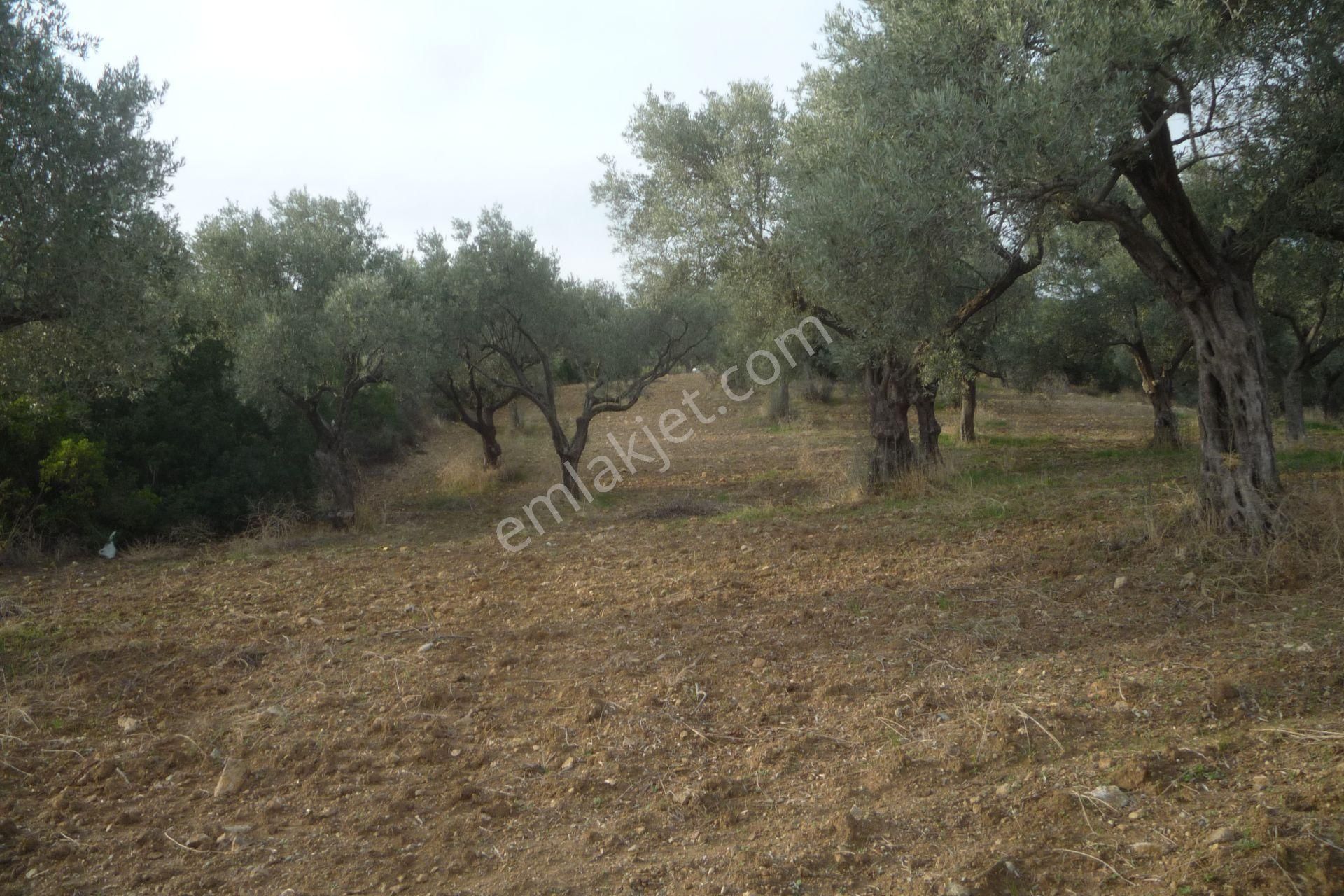 İzmir Torbalı Gold Emlaktan Satılık Kıymetli Zeytinli Tarla - Görsel 10