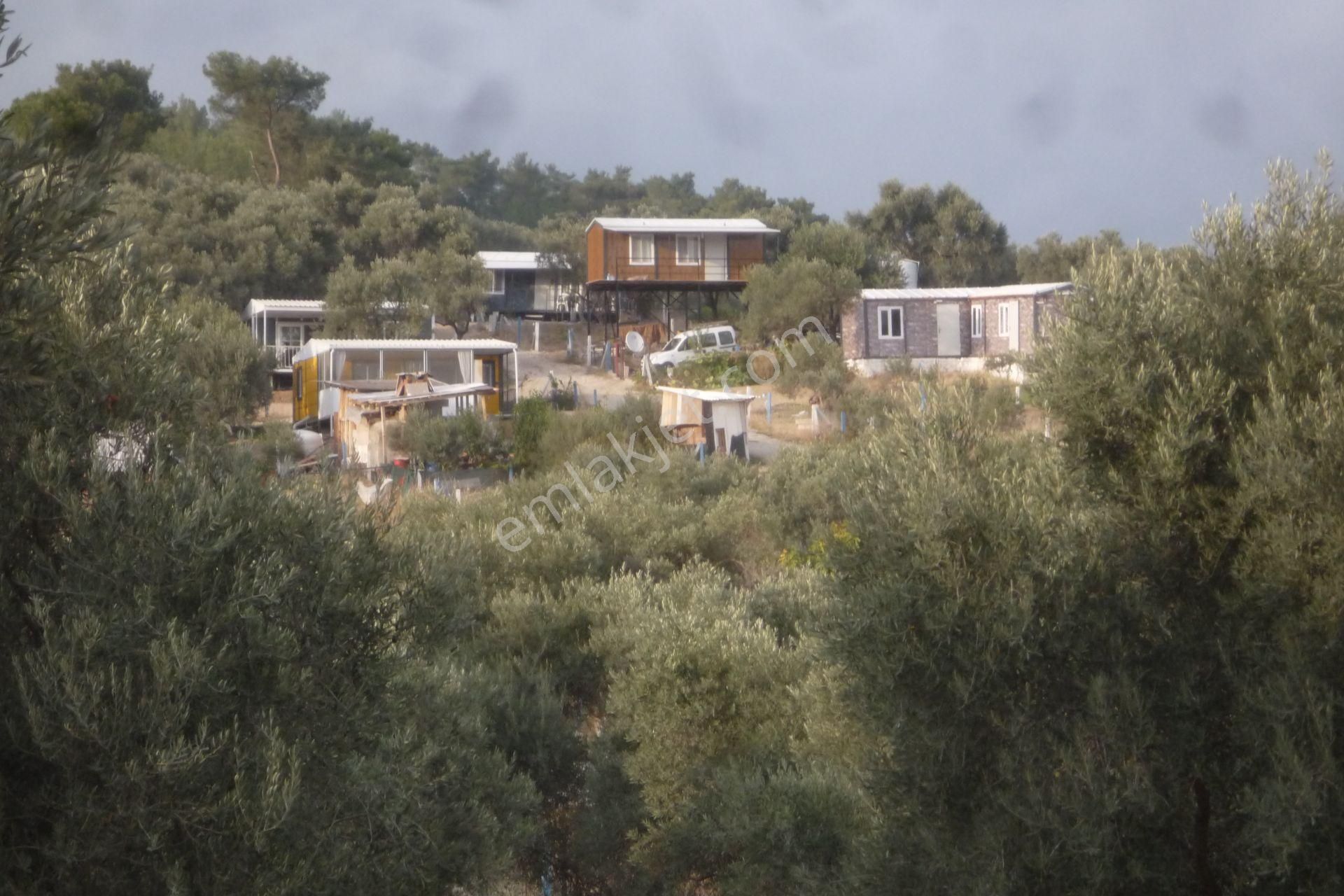 İzmir Torbalı Gold Emlaktan Satılık Kıymetli Zeytinli Tarla - Görsel 18