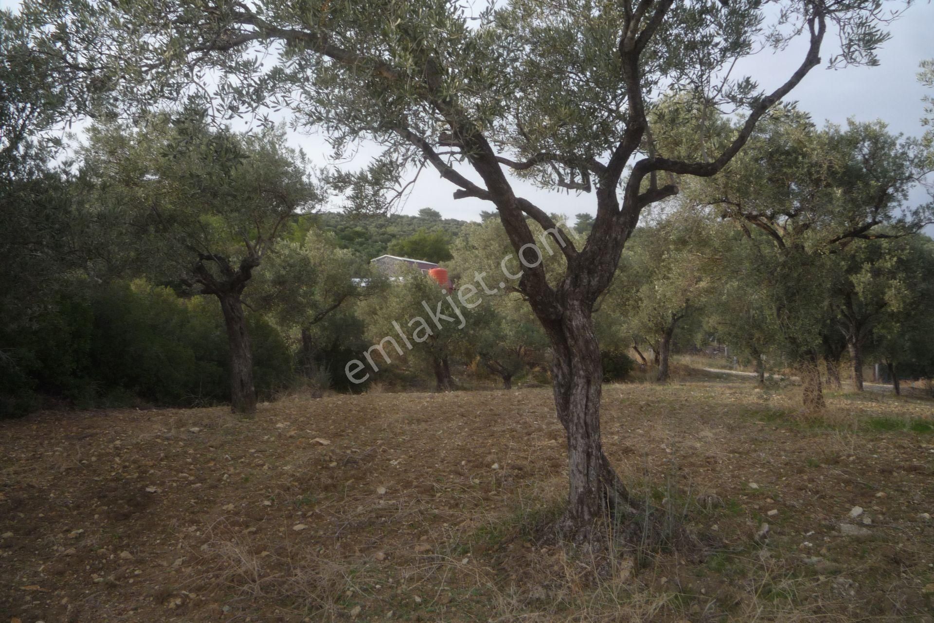 İzmir Torbalı Gold Emlaktan Satılık Kıymetli Zeytinli Tarla - Görsel 14