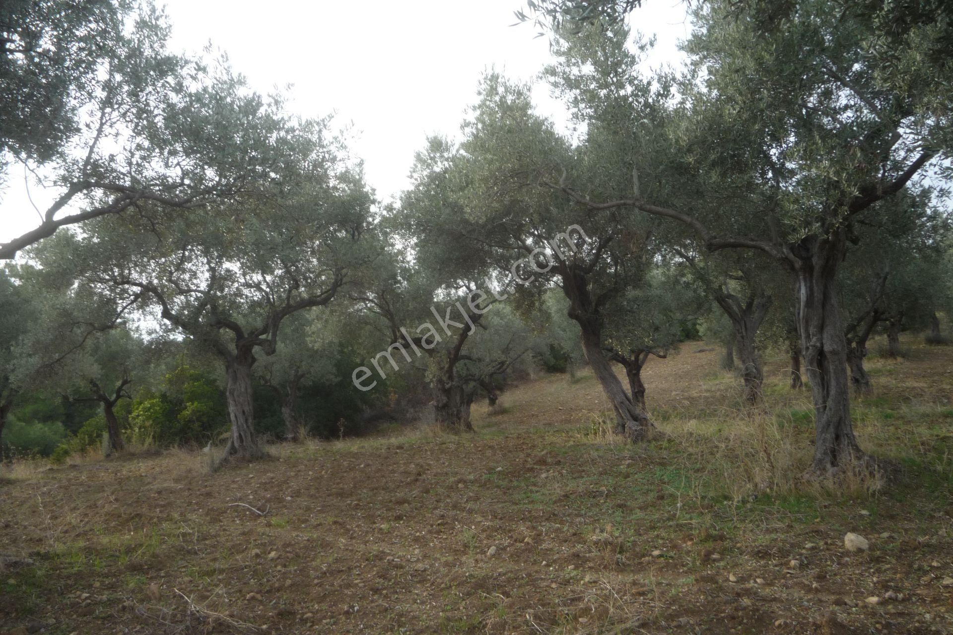 İzmir Torbalı Gold Emlaktan Satılık Kıymetli Zeytinli Tarla - Görsel 8