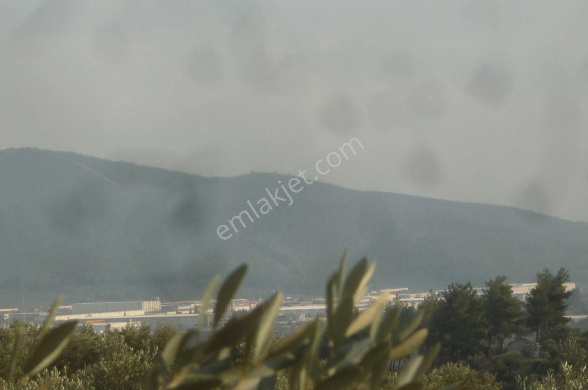 İzmir Torbalı Gold Emlaktan Satılık Kıymetli Zeytinli Tarla - Görsel 19