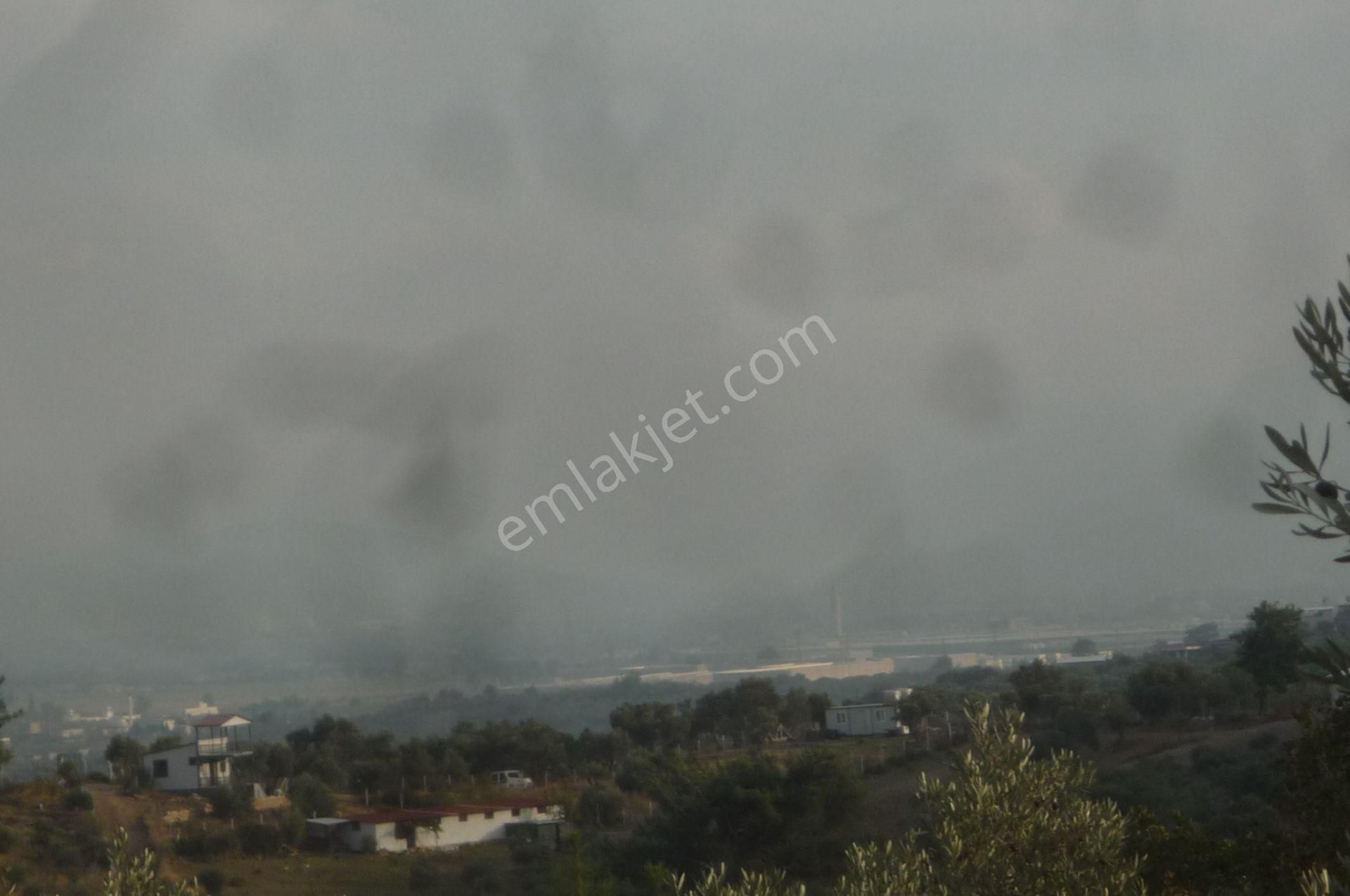 İzmir Torbalı Gold Emlaktan Satılık Kıymetli Zeytinli Tarla - Görsel 20