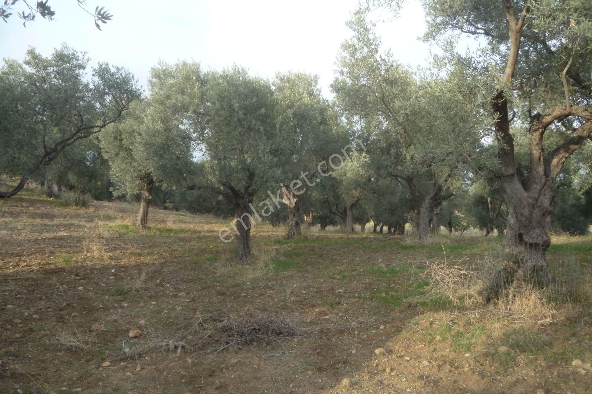 İzmir Torbalı Gold Emlaktan Satılık Kıymetli Zeytinli Tarla - Görsel 12