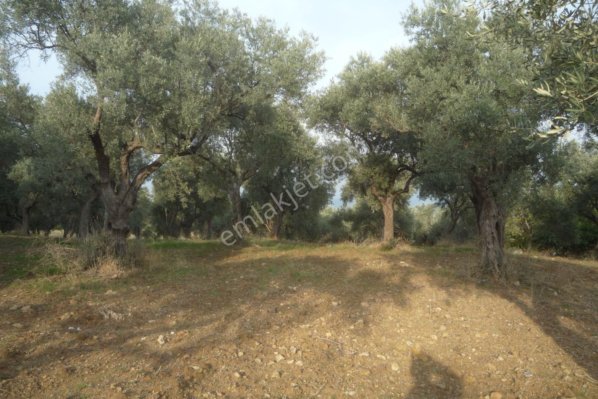 İzmir Torbalı Gold Emlaktan Satılık Kıymetli Zeytinli Tarla - Görsel 11