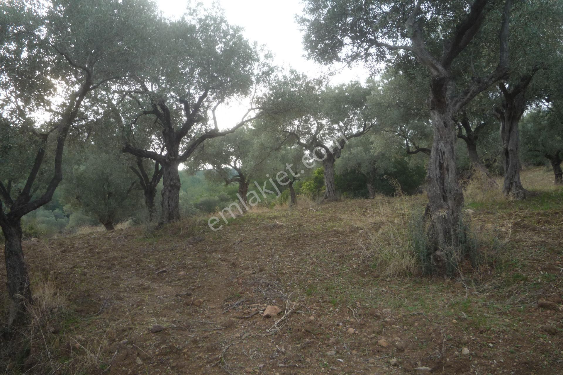 İzmir Torbalı Gold Emlaktan Satılık Kıymetli Zeytinli Tarla - Görsel 5