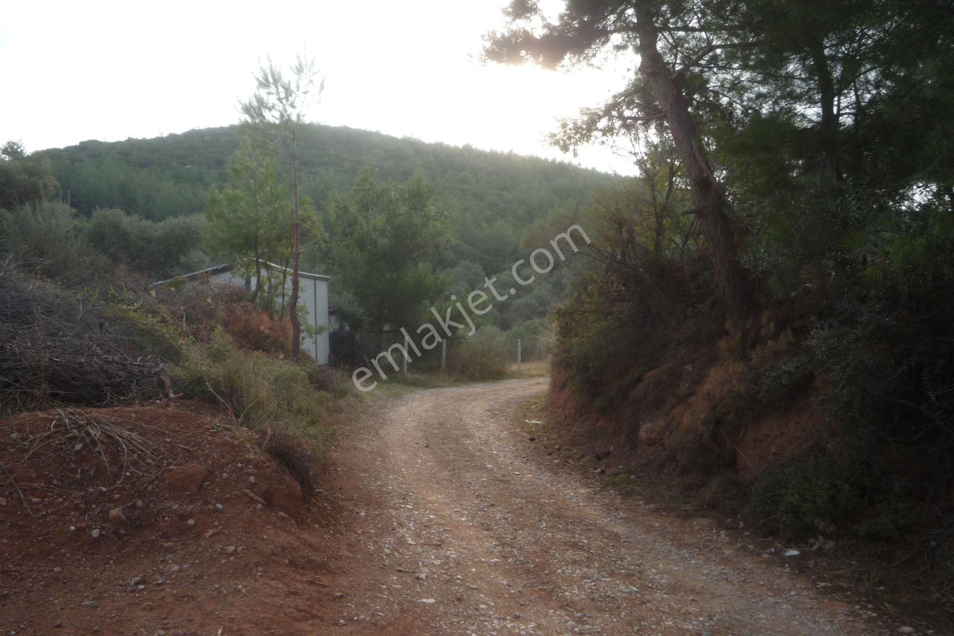 İzmir Torbalı Gold Emlaktan Satılık Kıymetli Zeytinli Tarla - Görsel 2