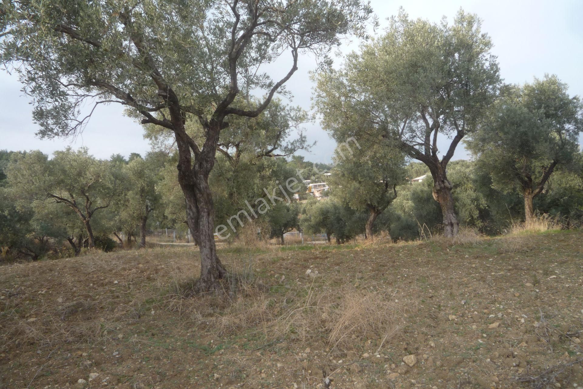İzmir Torbalı Gold Emlaktan Satılık Kıymetli Zeytinli Tarla - Görsel 13