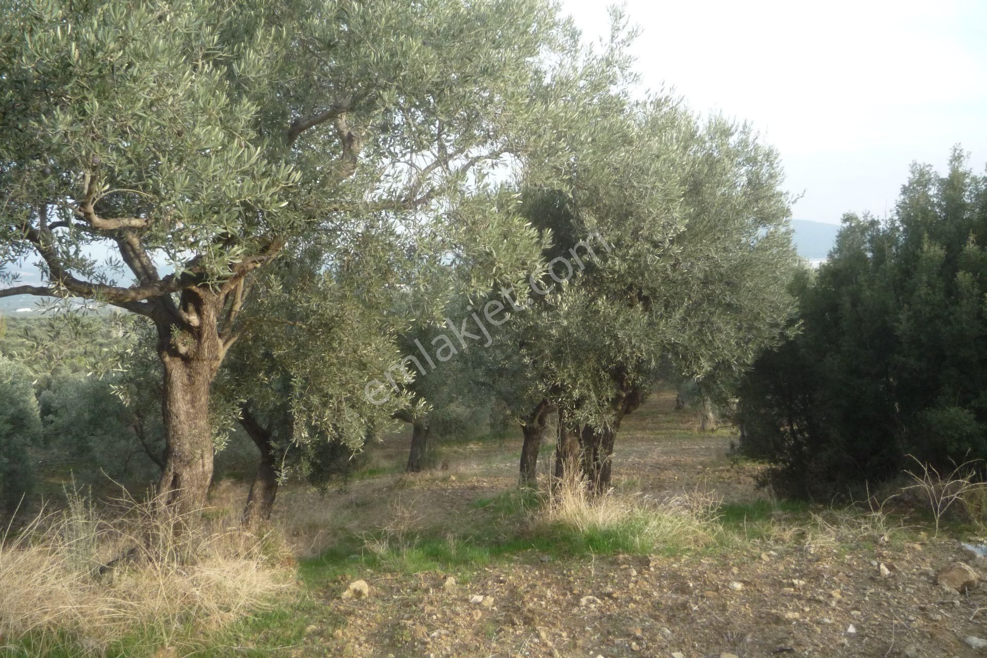 İzmir Torbalı Gold Emlaktan Satılık Kıymetli Zeytinli Tarla - Görsel 15