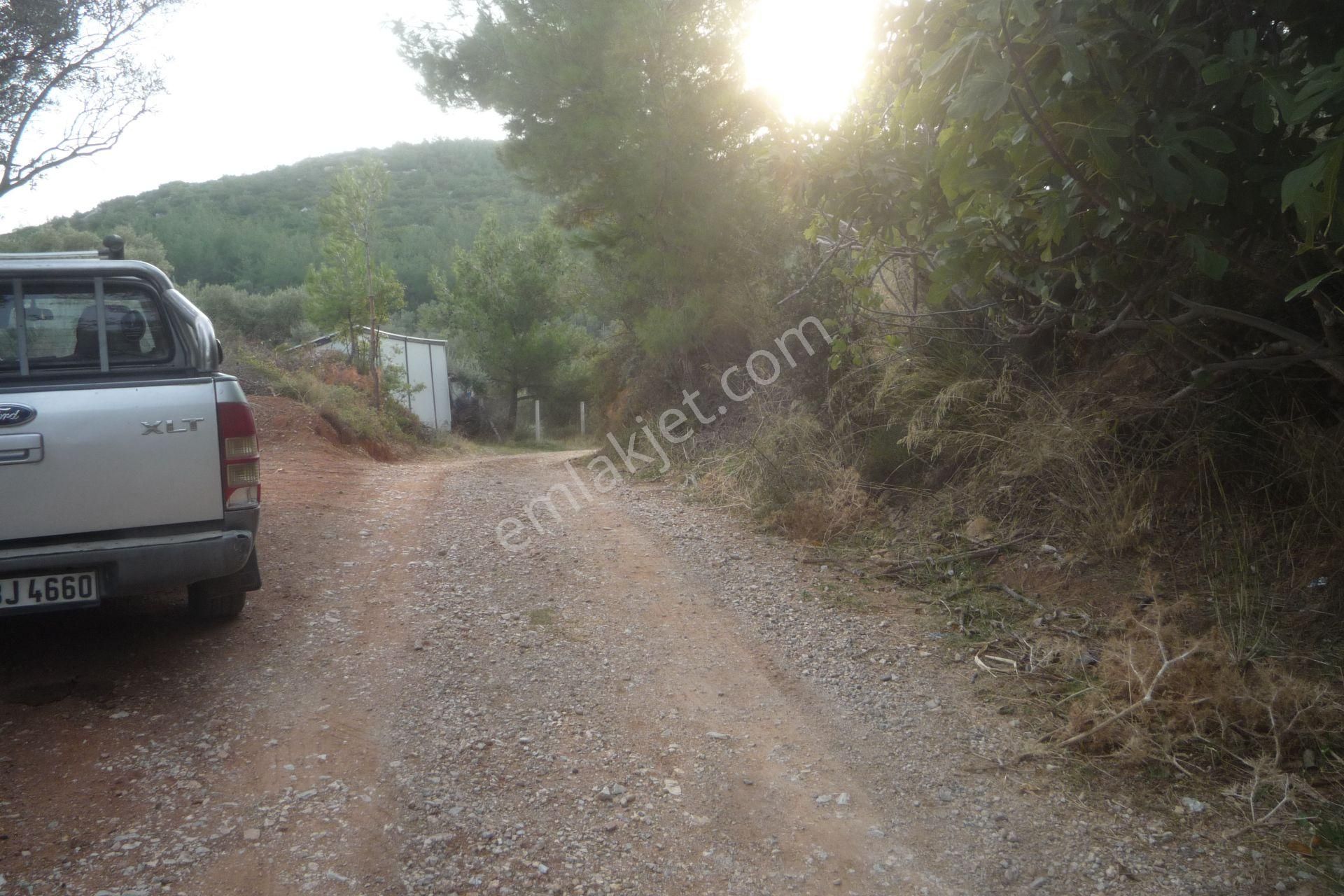 İzmir Torbalı Gold Emlaktan Satılık Kıymetli Zeytinli Tarla - Görsel 4