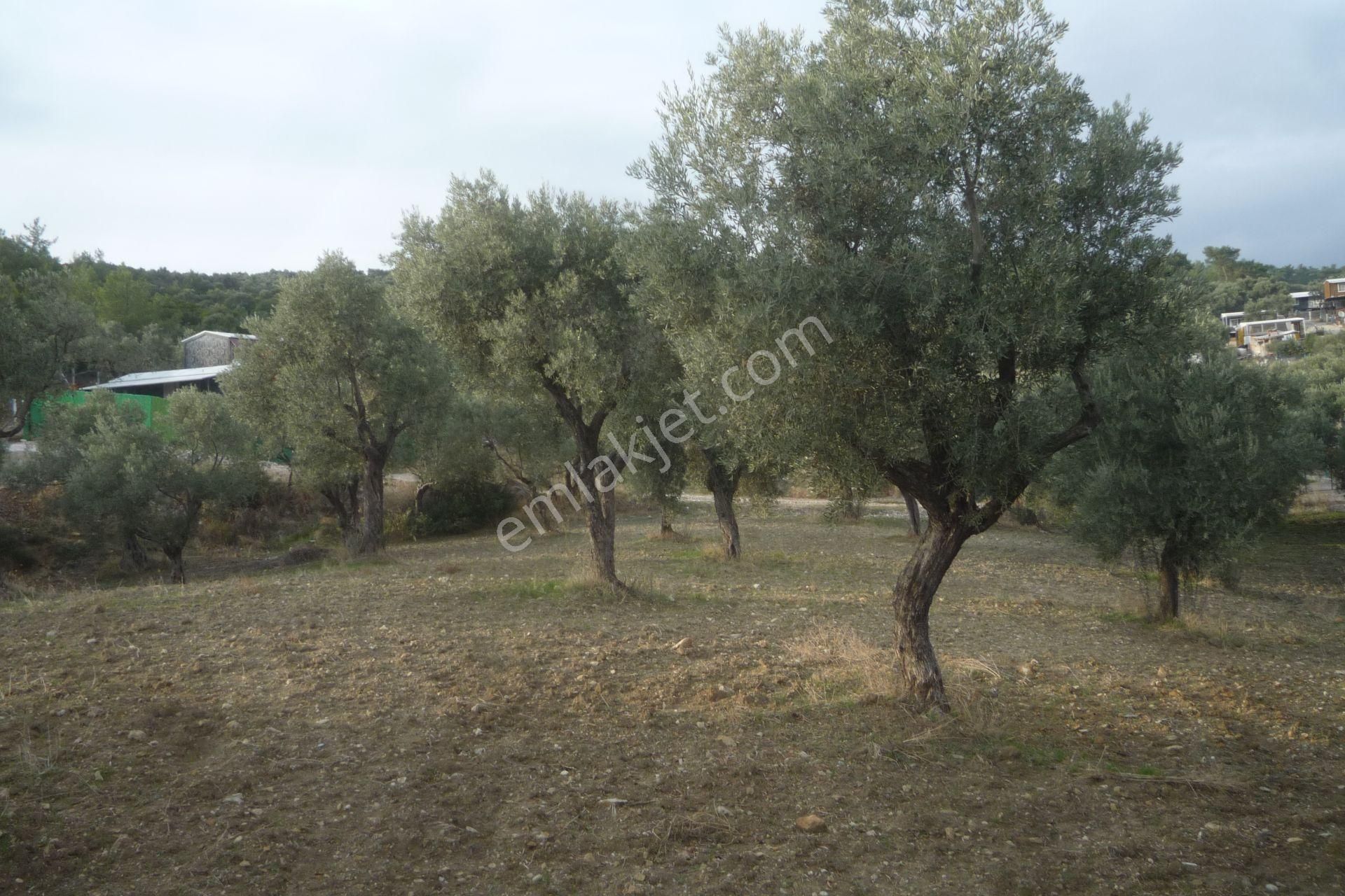İzmir Torbalı Gold Emlaktan Satılık Kıymetli Zeytinli Tarla - Görsel 17