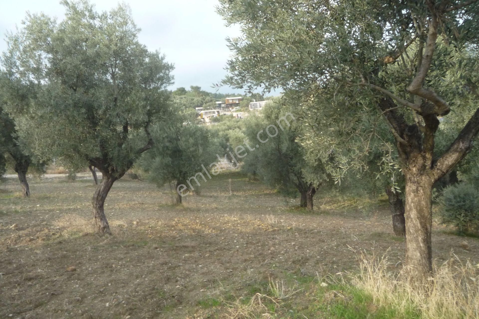 İzmir Torbalı Gold Emlaktan Satılık Kıymetli Zeytinli Tarla - Görsel 16