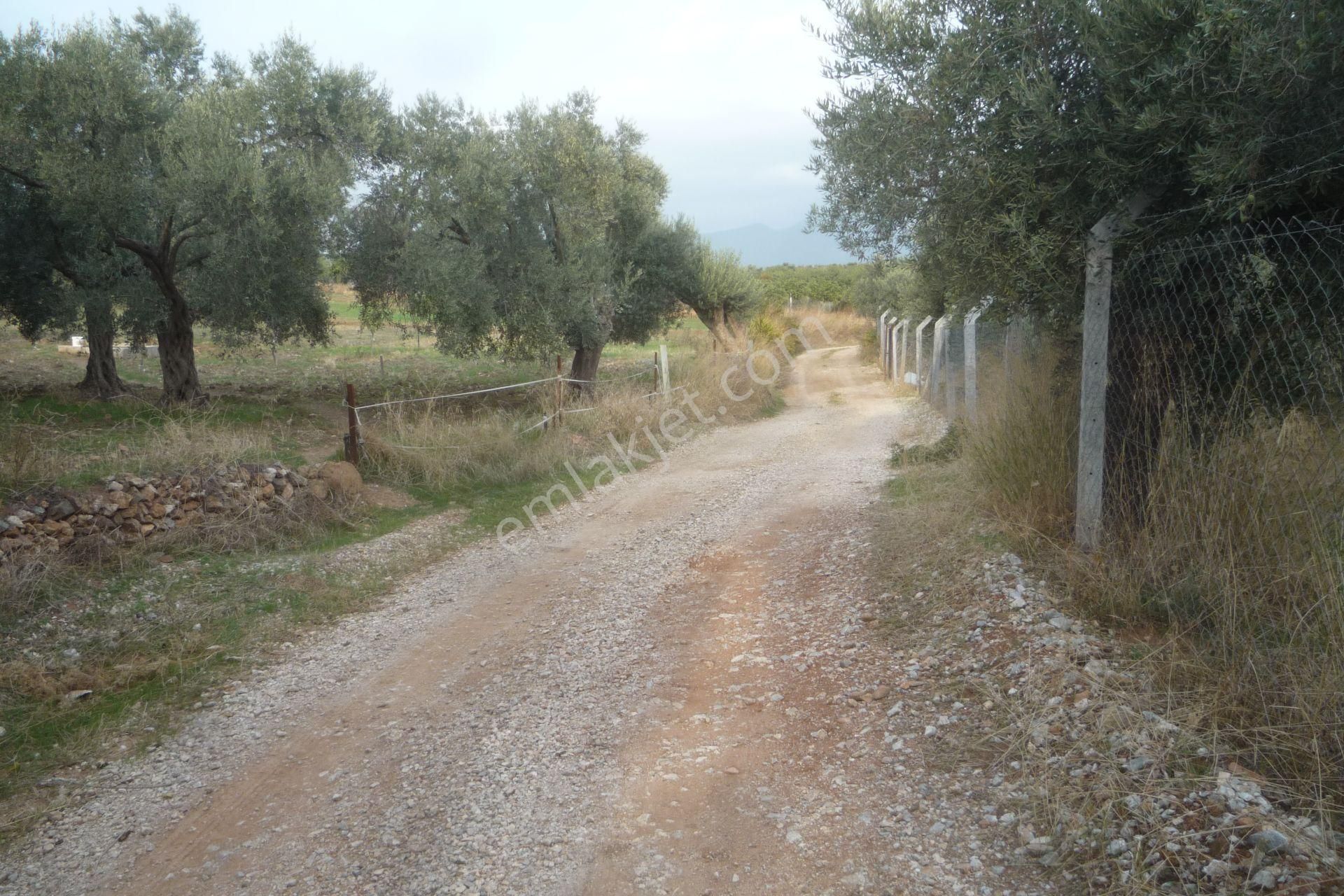 İzmir Torbalı Gold Emlaktan Satılık Kıymetli Zeytinli Tarla - Görsel 3