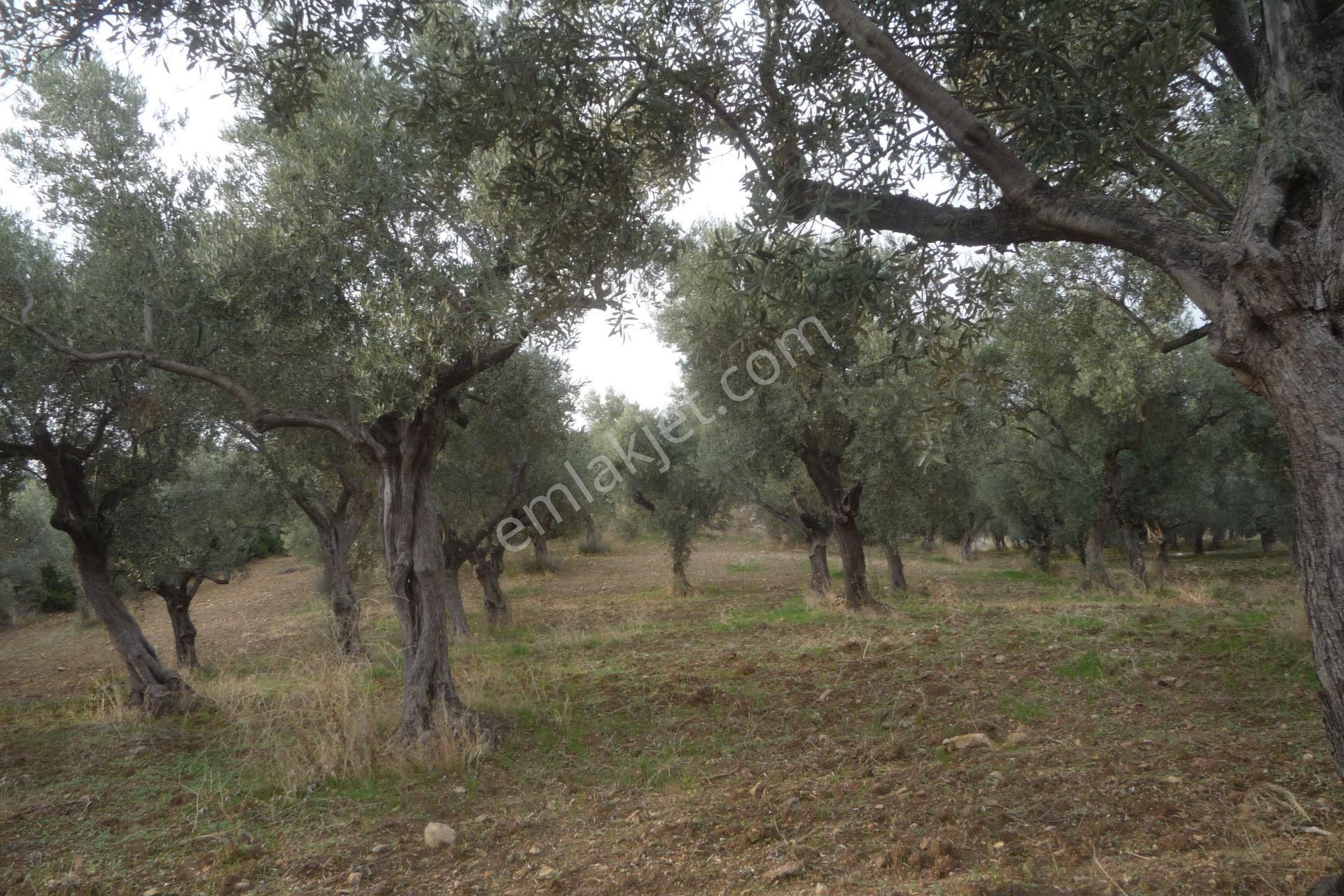 İzmir Torbalı Gold Emlaktan Satılık Kıymetli Zeytinli Tarla - Görsel 7