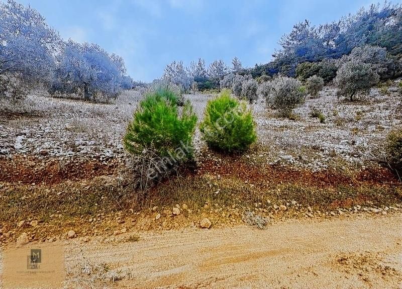 Zeytinköyde, Akbük Sahile 10 Km, Kadastrol Yolu Olan Arazi - Görsel 3