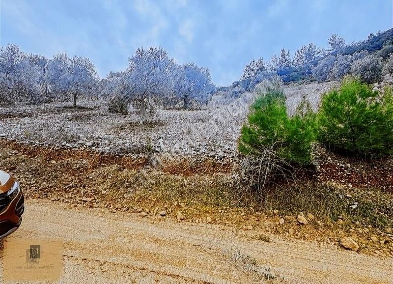 Zeytinköyde, Akbük Sahile 10 Km, Kadastrol Yolu Olan Arazi