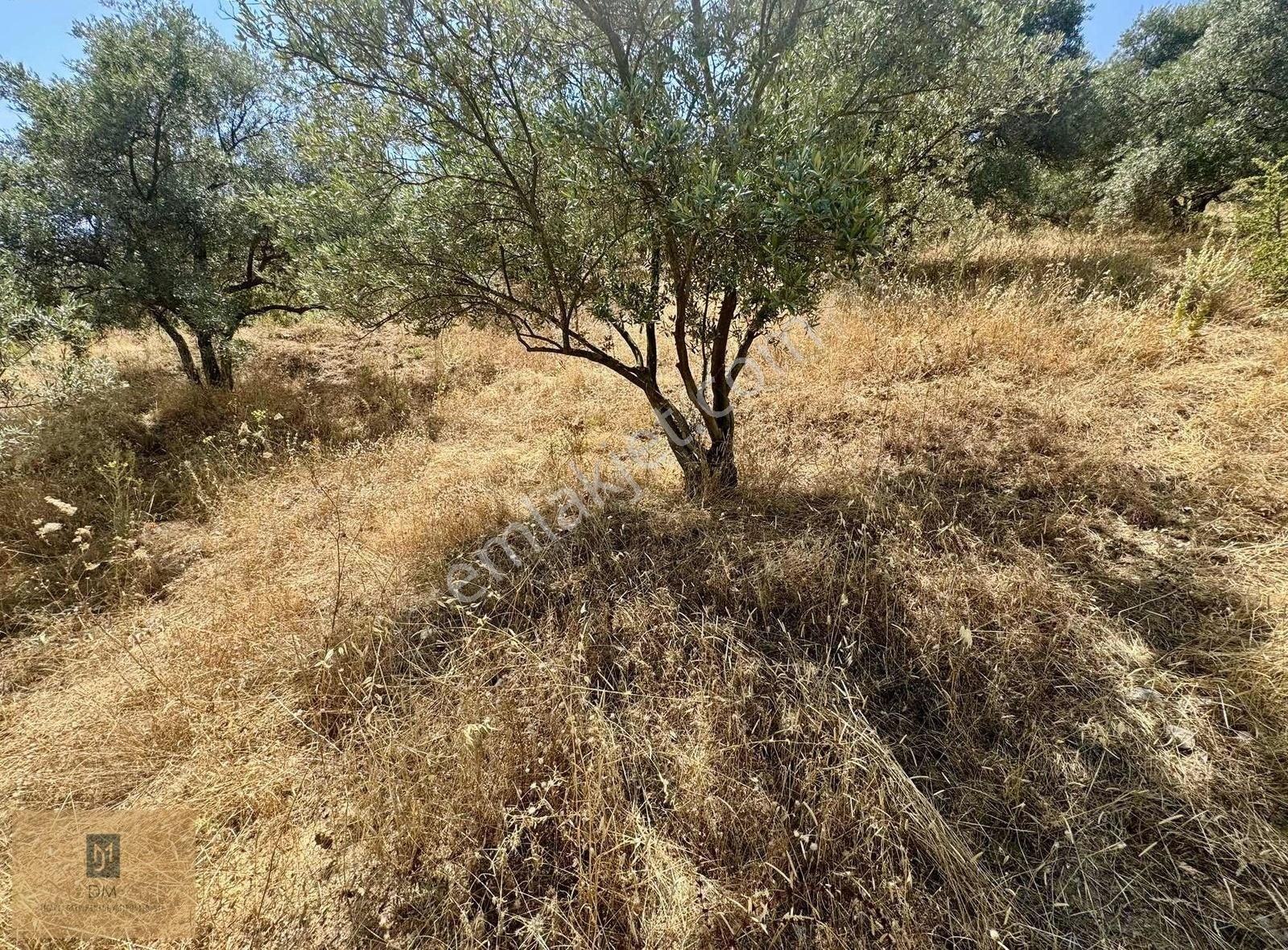 Yeşilyurt Piside İçerisinde Zeytin Ağaçları Bulunan Fırsat Tarla - Görsel 5