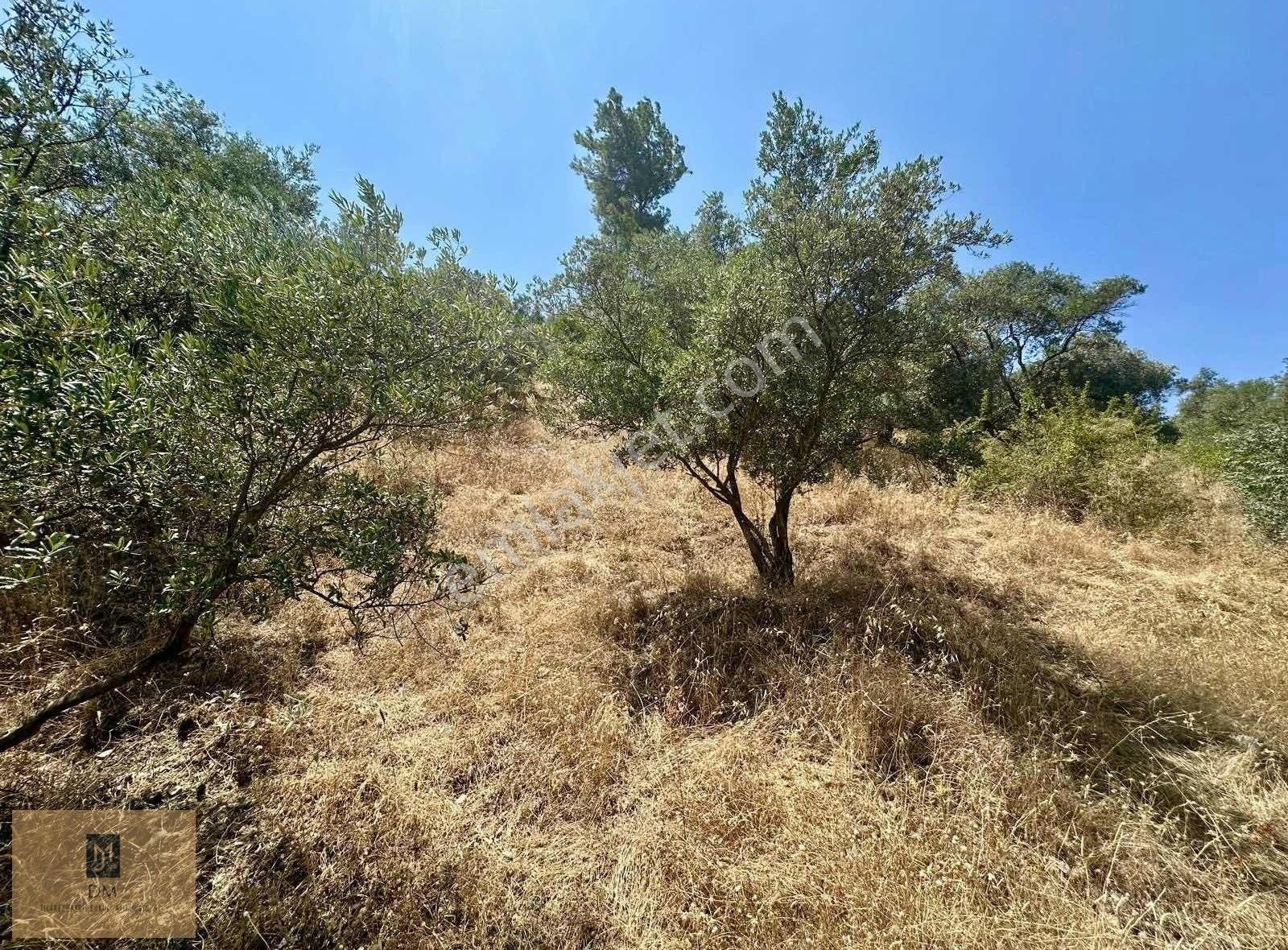 Yeşilyurt Piside İçerisinde Zeytin Ağaçları Bulunan Fırsat Tarla - Görsel 8