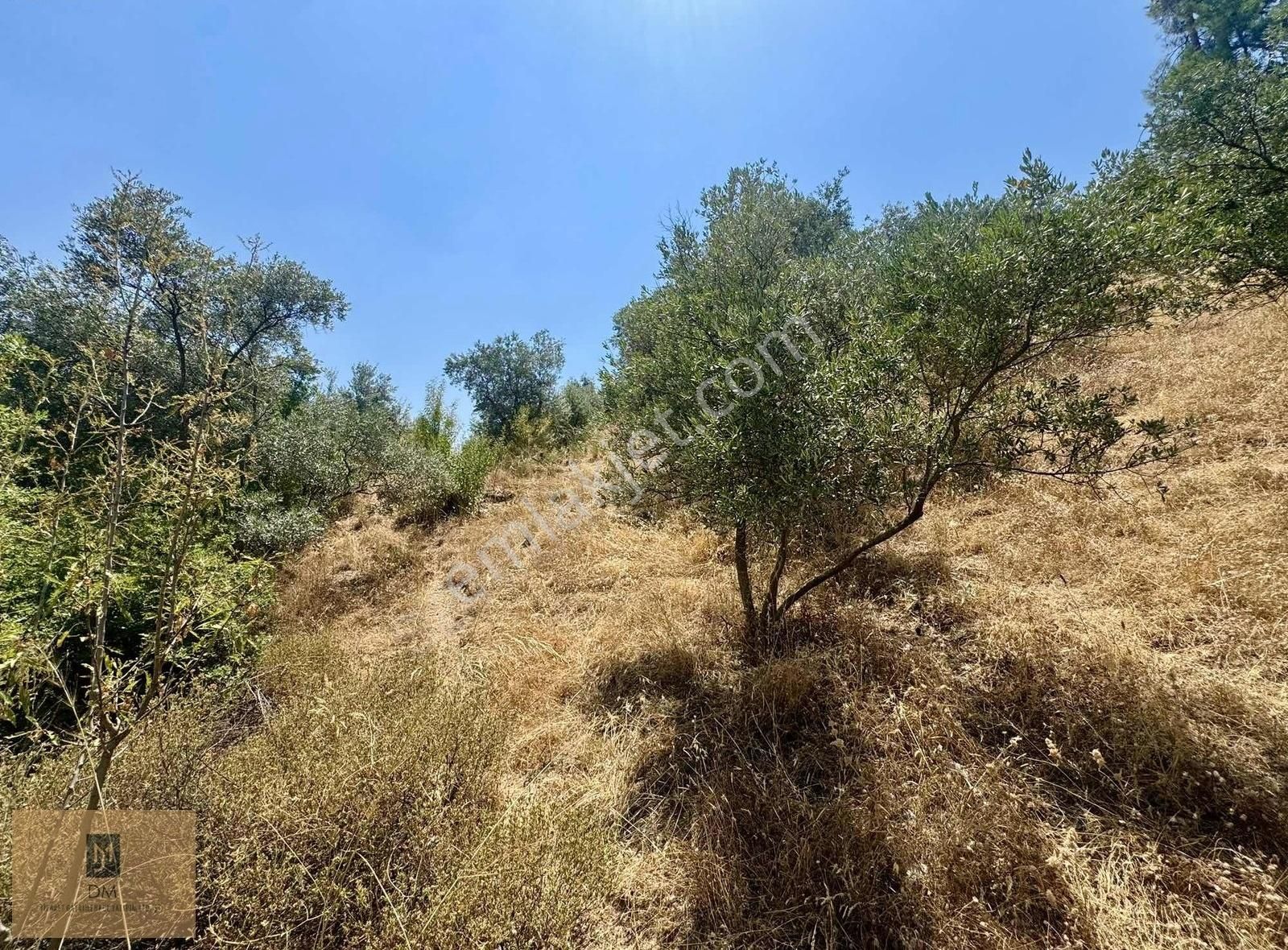 Yeşilyurt Piside İçerisinde Zeytin Ağaçları Bulunan Fırsat Tarla - Görsel 11