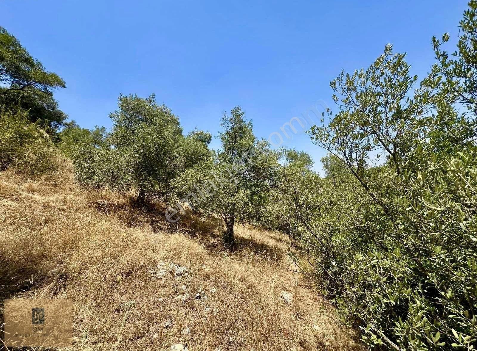 Yeşilyurt Piside İçerisinde Zeytin Ağaçları Bulunan Fırsat Tarla - Görsel 9