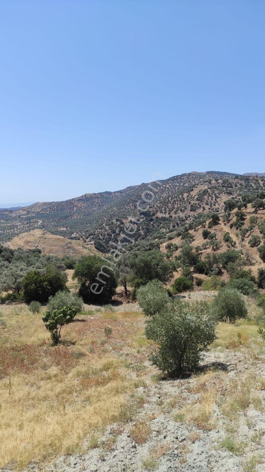 Nazilli Hasköy De Bahçe - Görsel 5