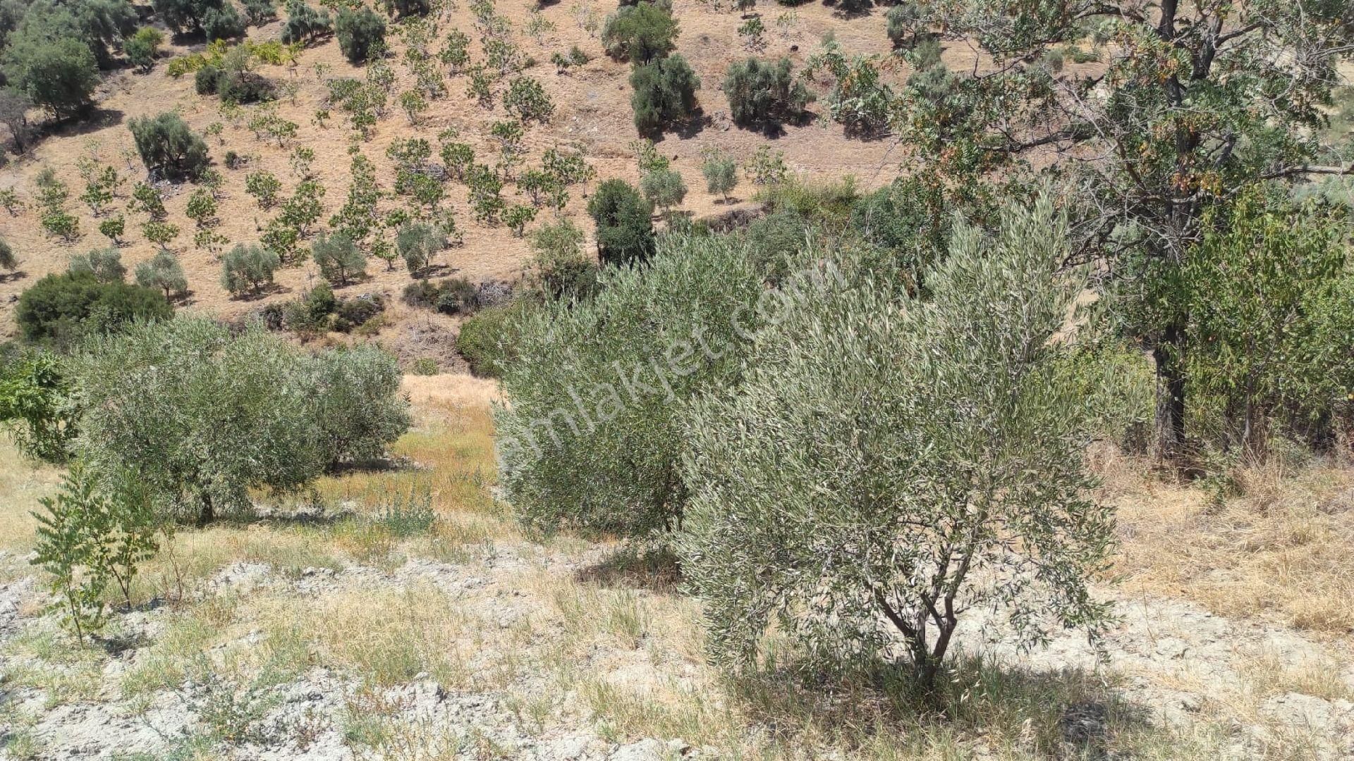 Nazilli Hasköy De Bahçe