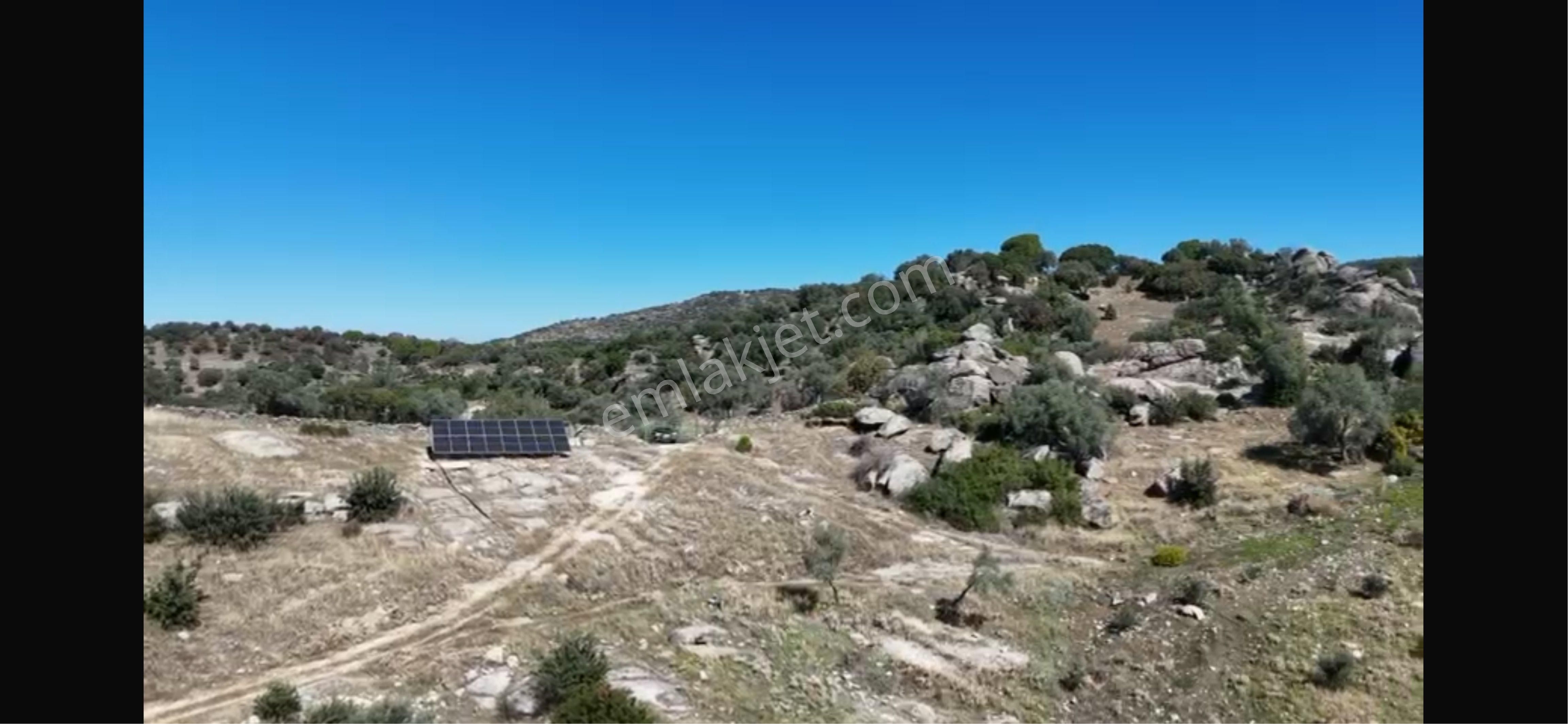 Verimli Zeytinlik Arazi – 253 Dönüm Söke / Kisir Köyü Helvacılar - Görsel 10