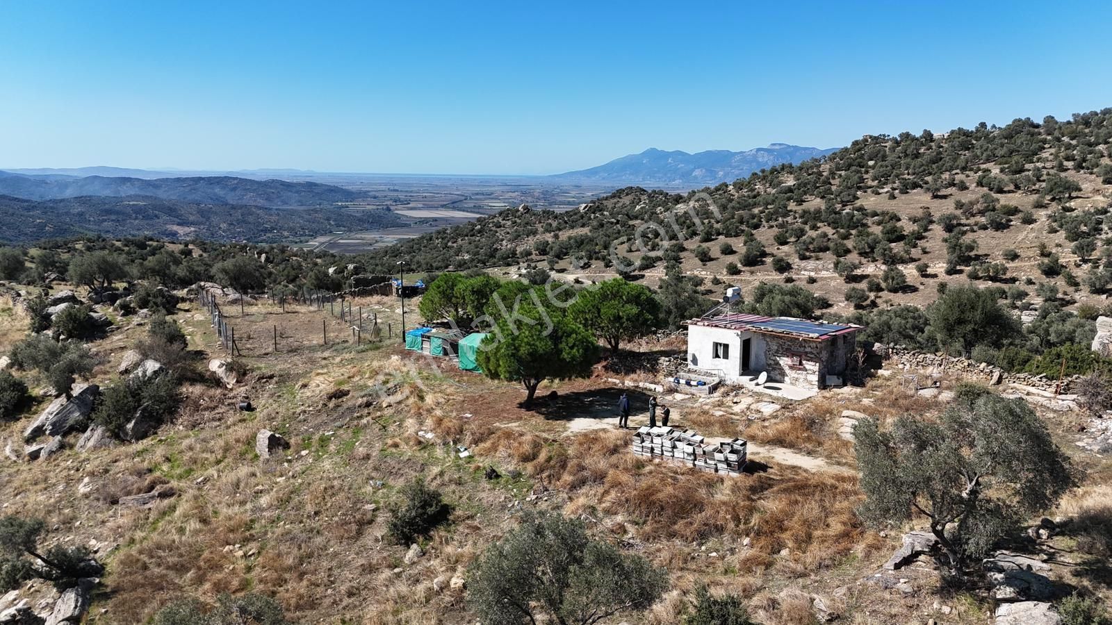 Verimli Zeytinlik Arazi – 253 Dönüm Söke / Kisir Köyü Helvacılar - Görsel 11