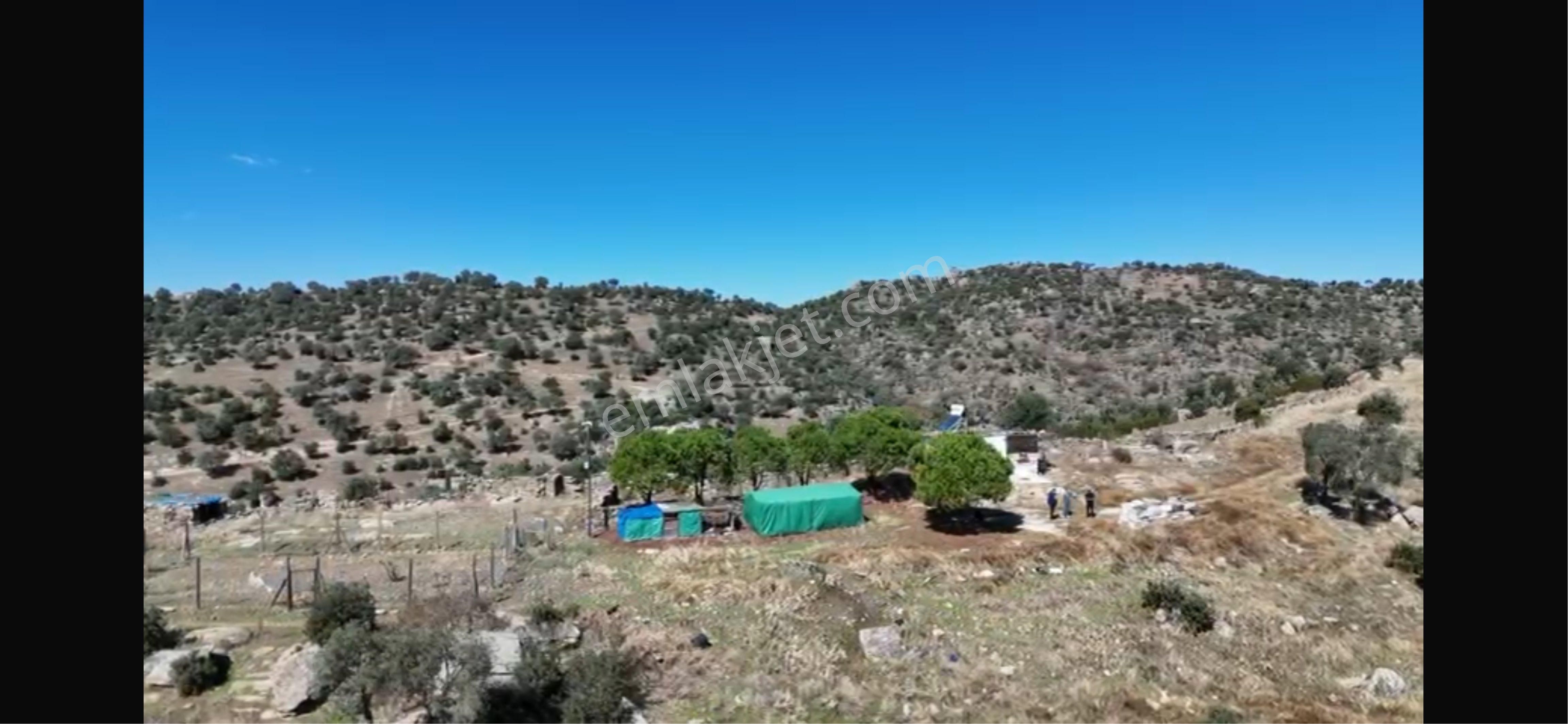 Verimli Zeytinlik Arazi – 253 Dönüm Söke / Kisir Köyü Helvacılar