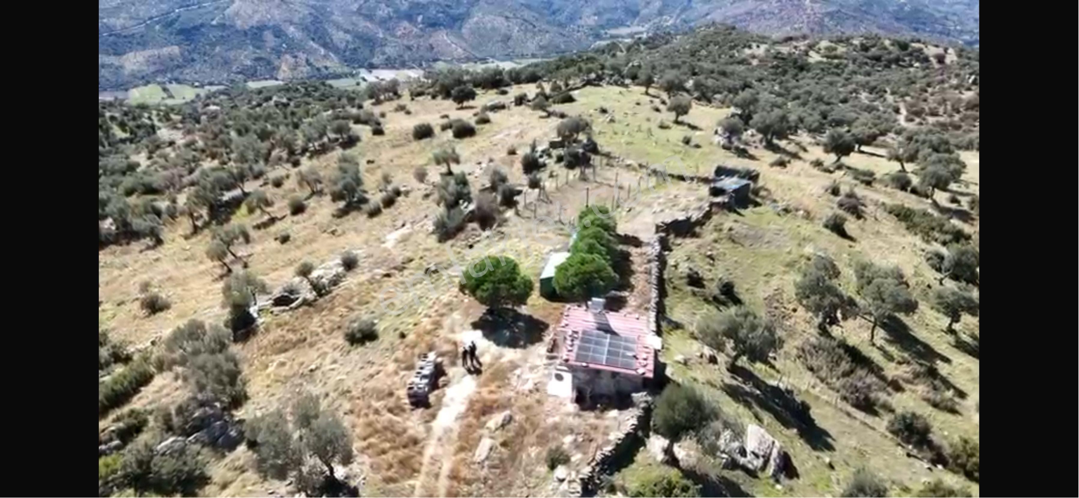 Verimli Zeytinlik Arazi – 253 Dönüm Söke / Kisir Köyü Helvacılar - Görsel 4