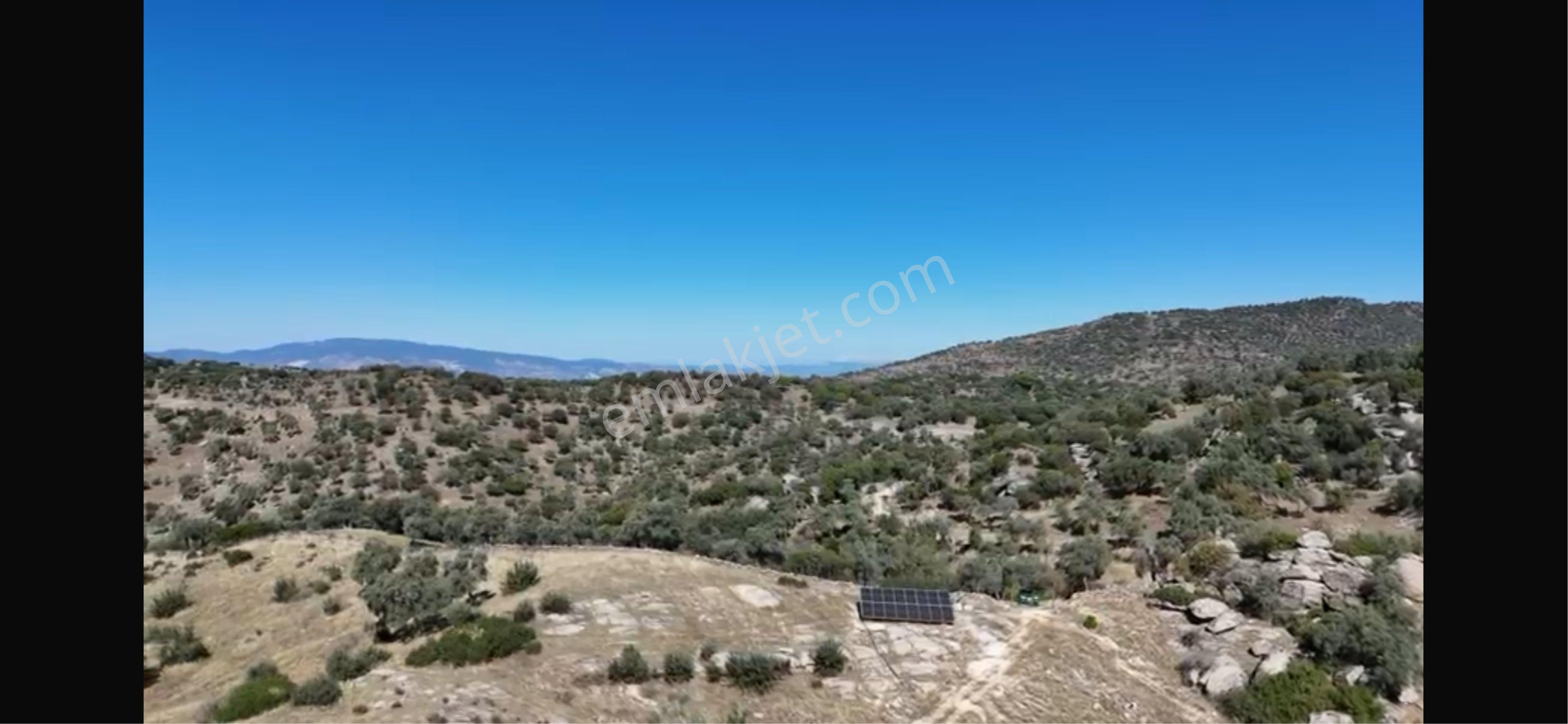 Verimli Zeytinlik Arazi – 253 Dönüm Söke / Kisir Köyü Helvacılar - Görsel 9