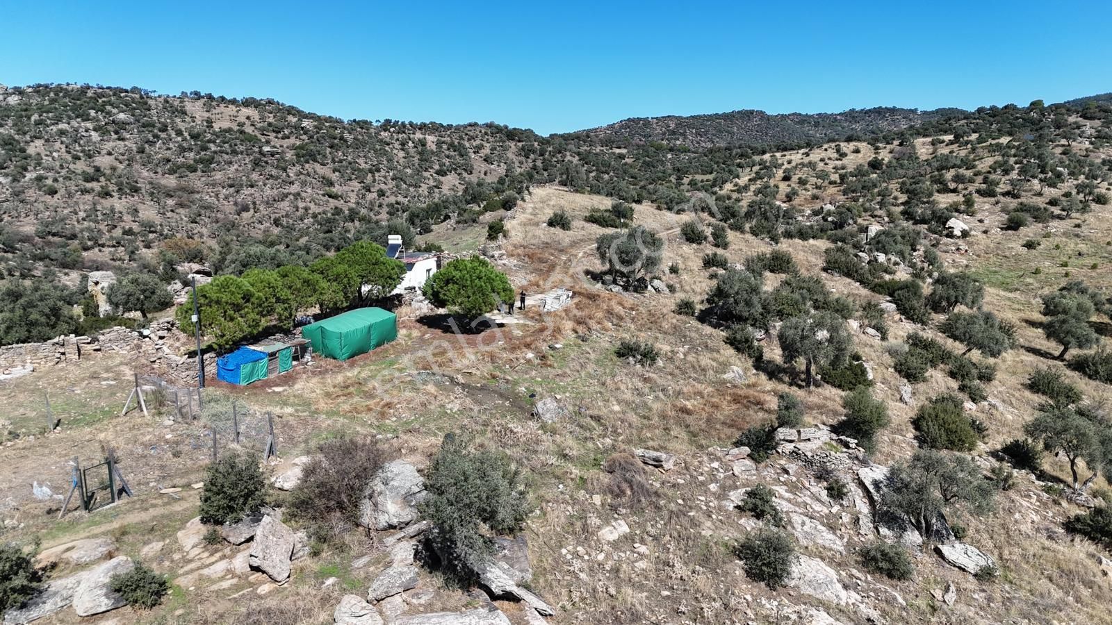 Verimli Zeytinlik Arazi – 253 Dönüm Söke / Kisir Köyü Helvacılar - Görsel 12