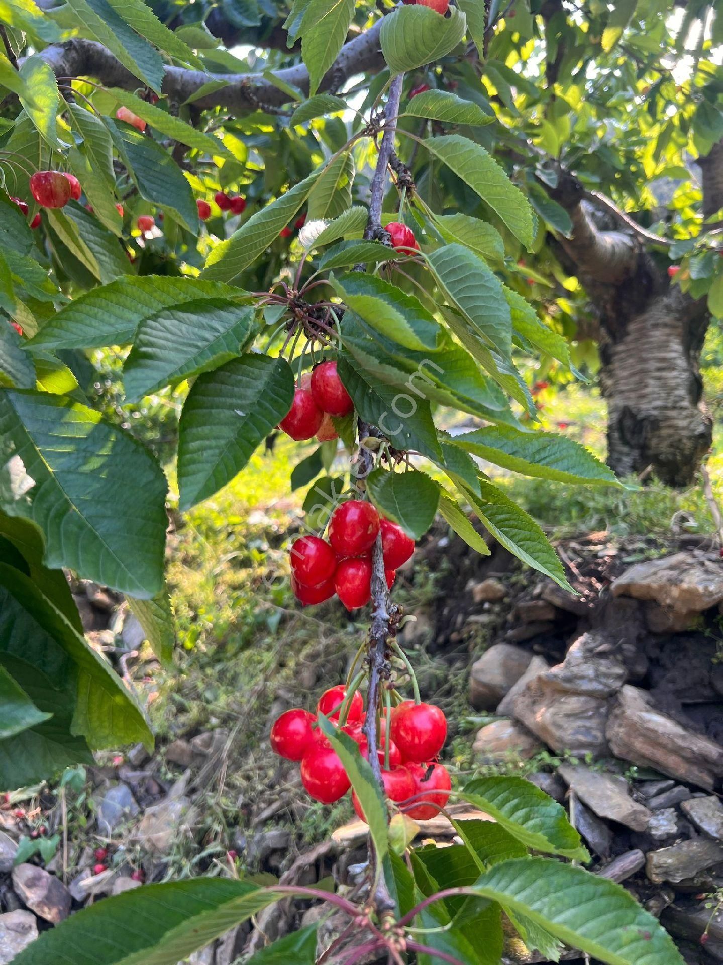 Brt Gayrimenkul'den Kemalpaşada Yatırım Değeri Yüksek Arsa