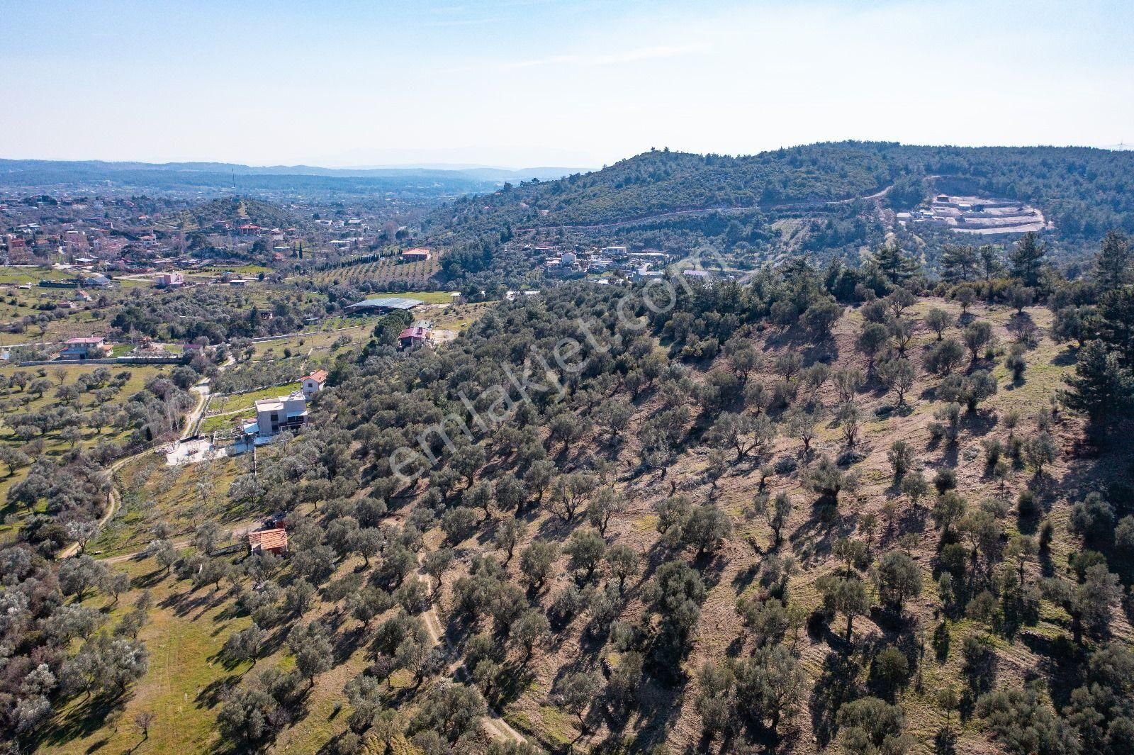İzmir Buca 29 Ekim Mah. Kaynaklar Merkeze Yakın 9.073 M² Satılık Zeytinli Tarla - Görsel 18