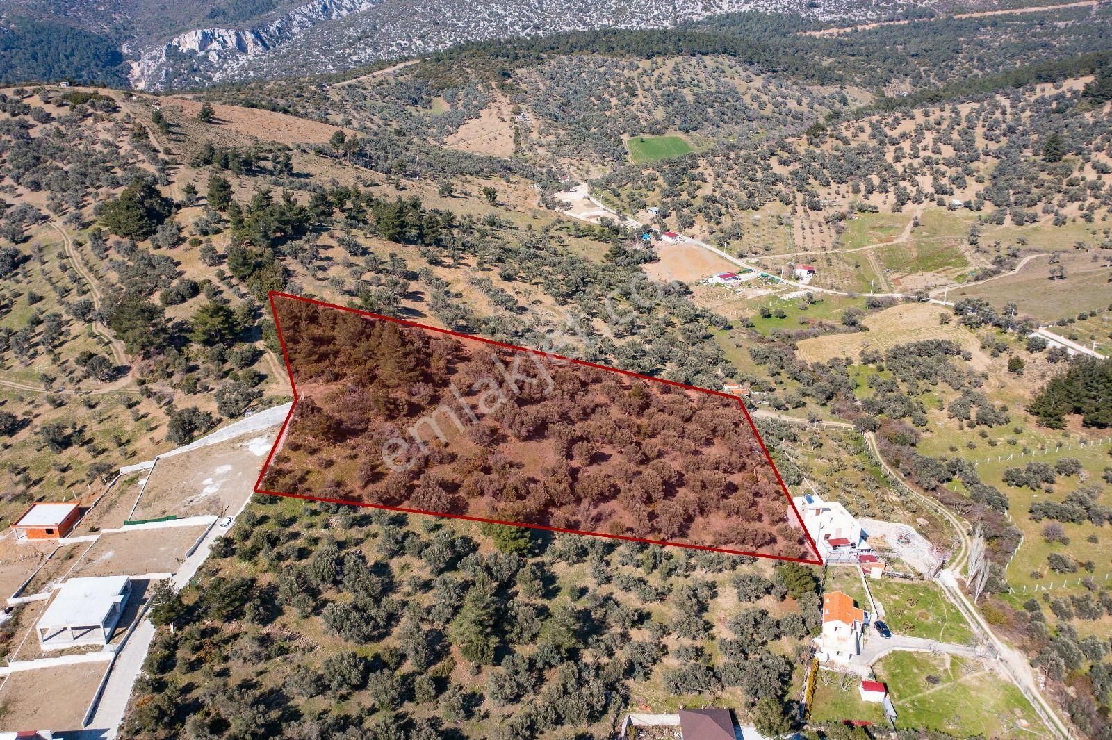 İzmir Buca 29 Ekim Mah. Kaynaklar Merkeze Yakın 9.073 M² Satılık Zeytinli Tarla - Görsel 5