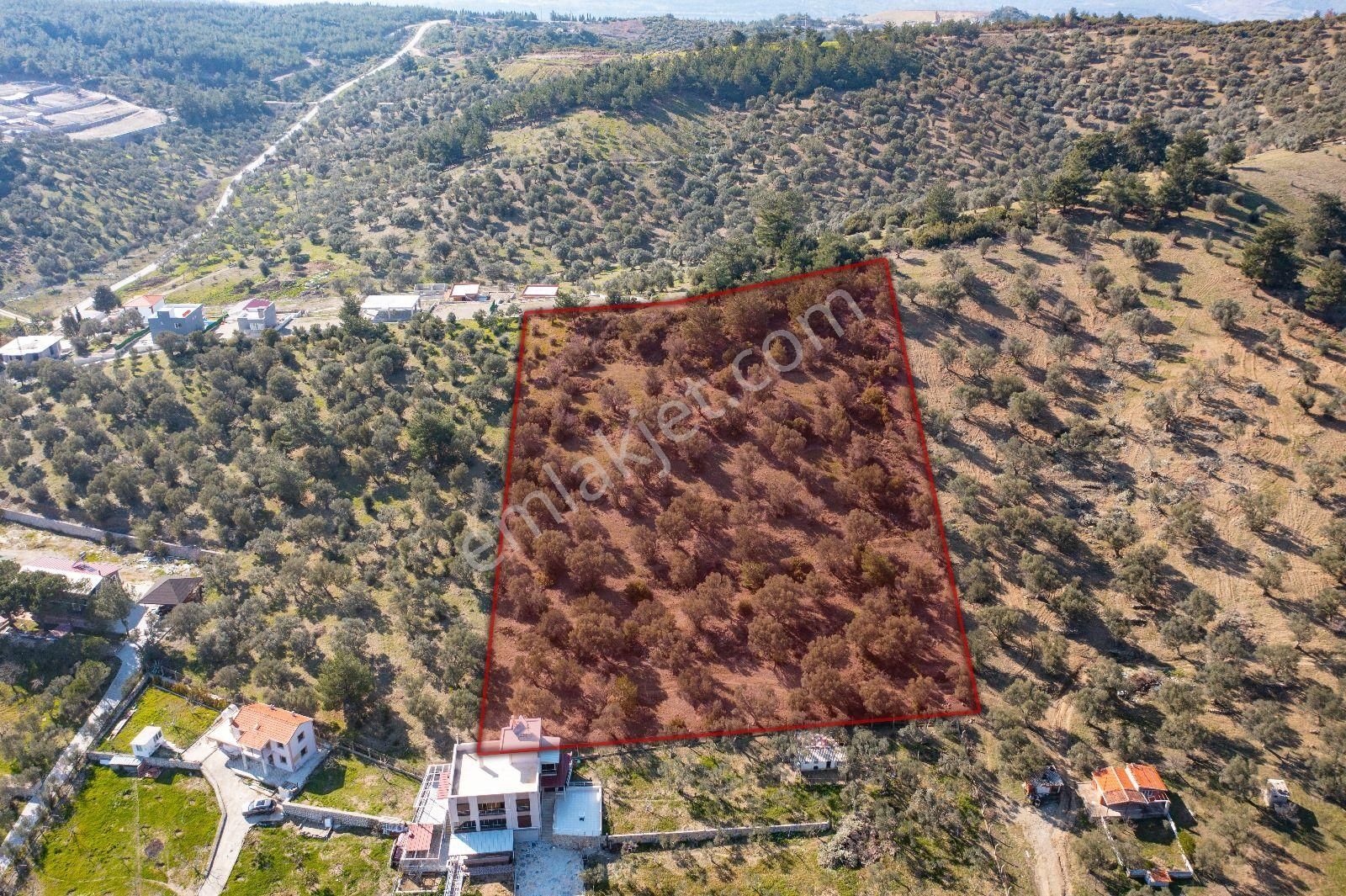 İzmir Buca 29 Ekim Mah. Kaynaklar Merkeze Yakın 9.073 M² Satılık Zeytinli Tarla - Görsel 9