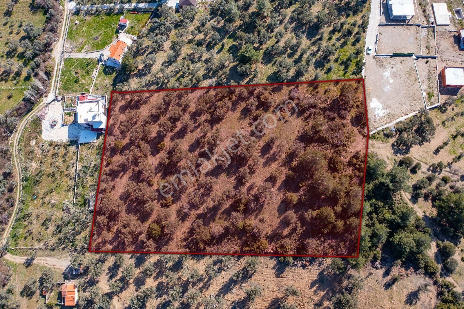 İzmir Buca 29 Ekim Mah. Kaynaklar Merkeze Yakın 9.073 M² Satılık Zeytinli Tarla - Görsel 6