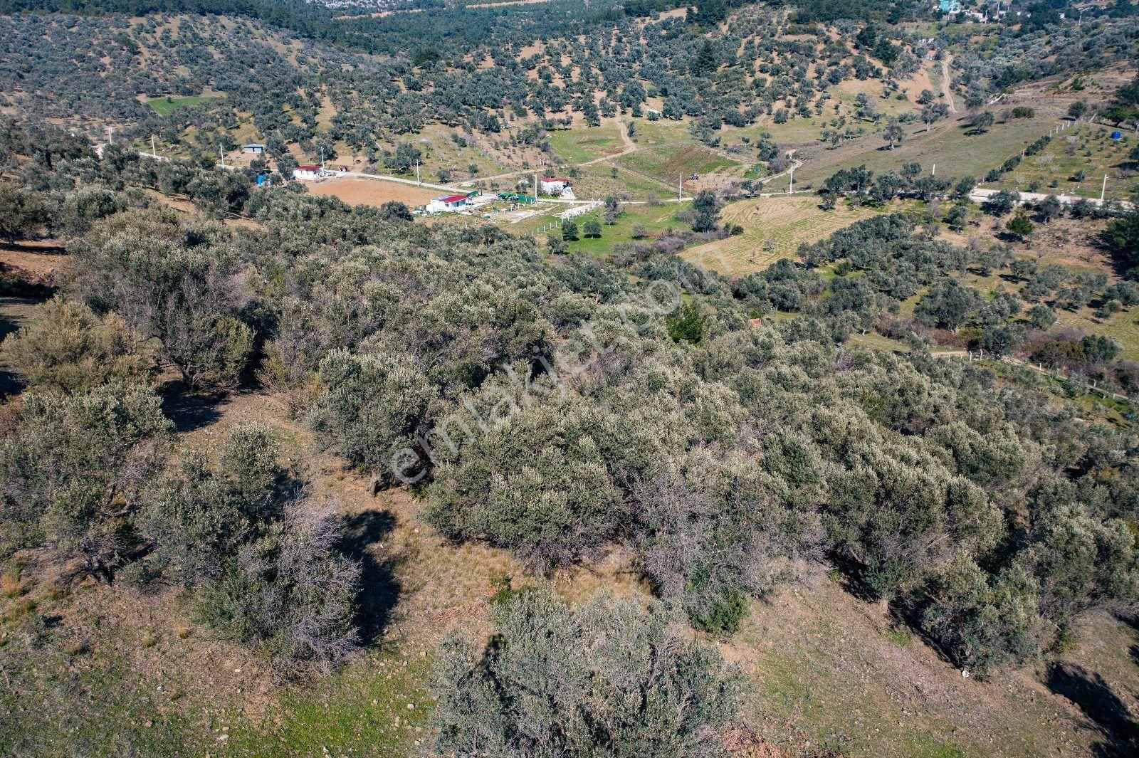 İzmir Buca 29 Ekim Mah. Kaynaklar Merkeze Yakın 9.073 M² Satılık Zeytinli Tarla - Görsel 26